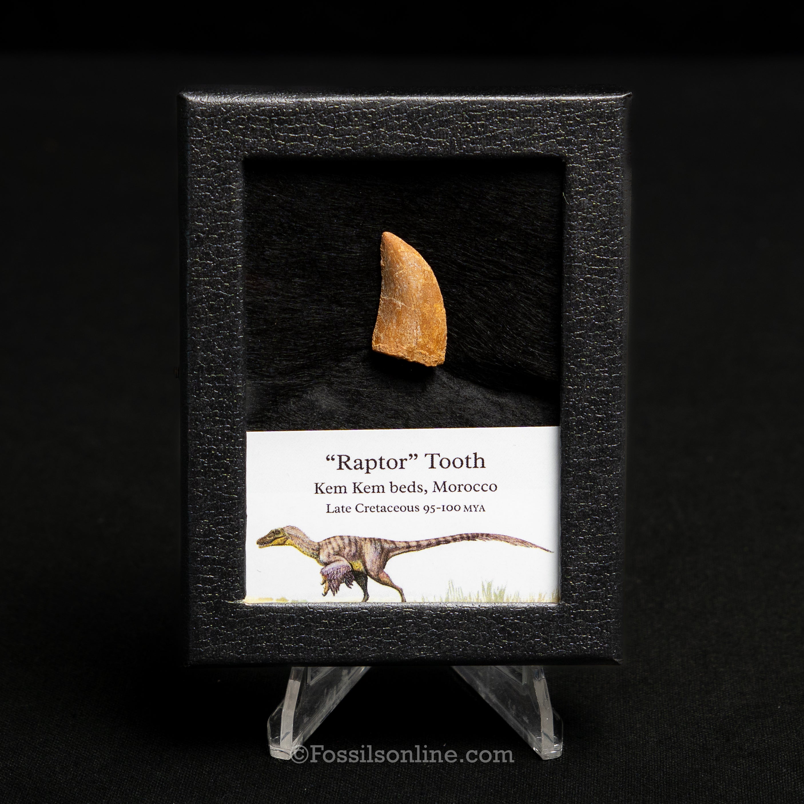Choice Theropod Dinosaur Tooth "Raptor" in a sm display case