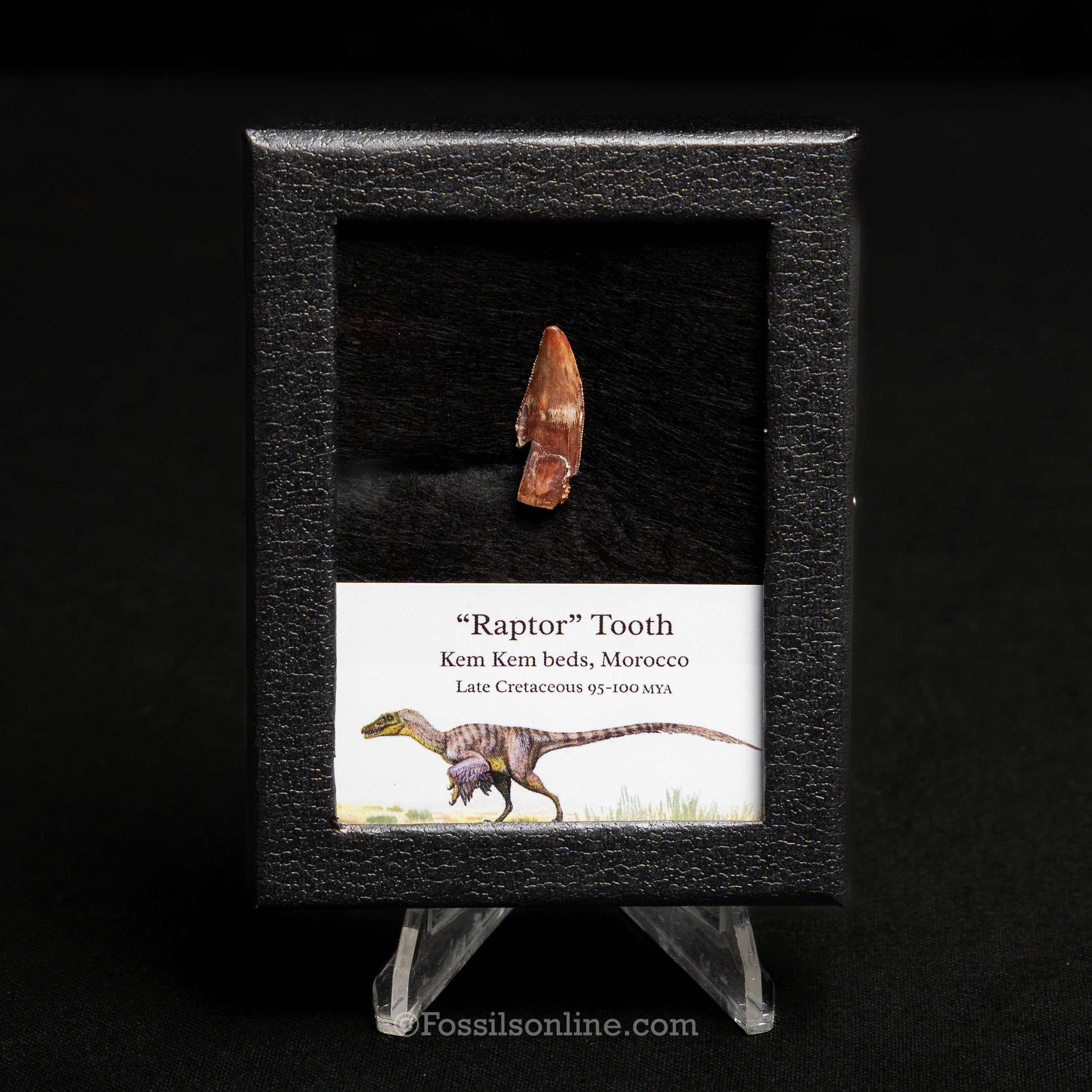 Choice Theropod Dinosaur Tooth "Raptor" in a sm display case