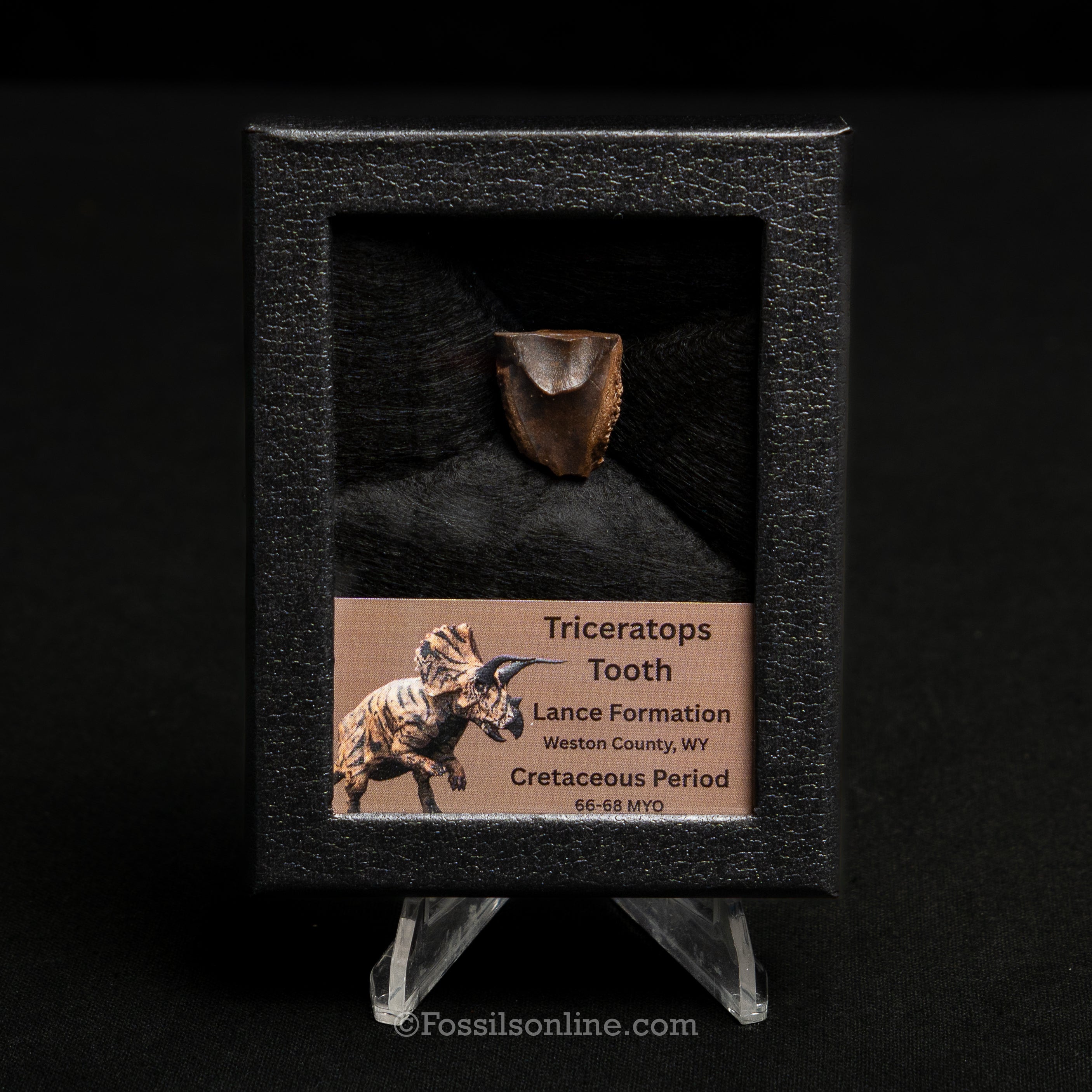 LG Triceratops Tooth in Case Lance FM