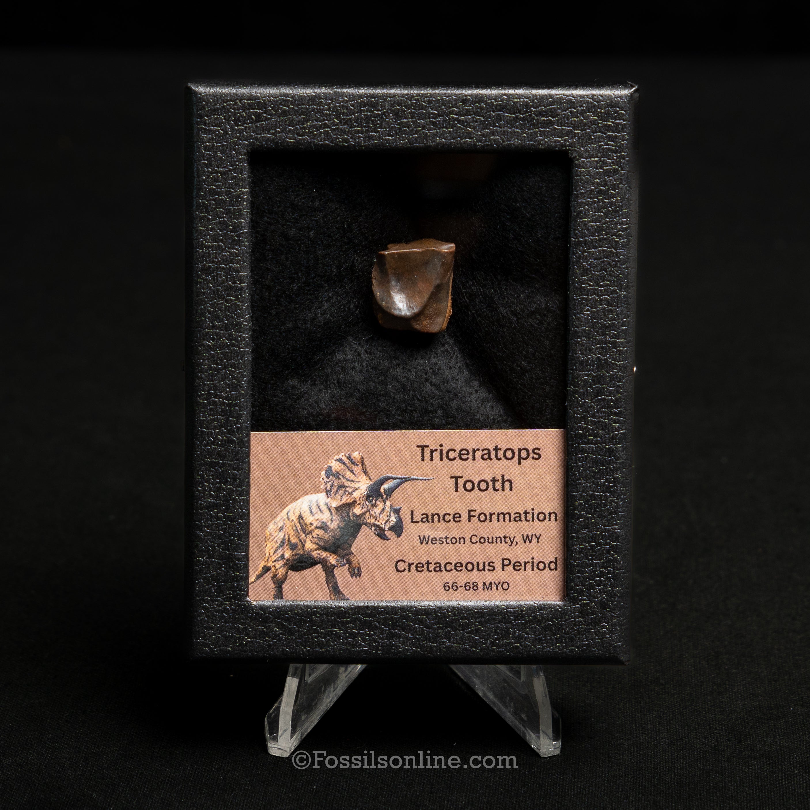 LG Triceratops Tooth in Case Lance FM