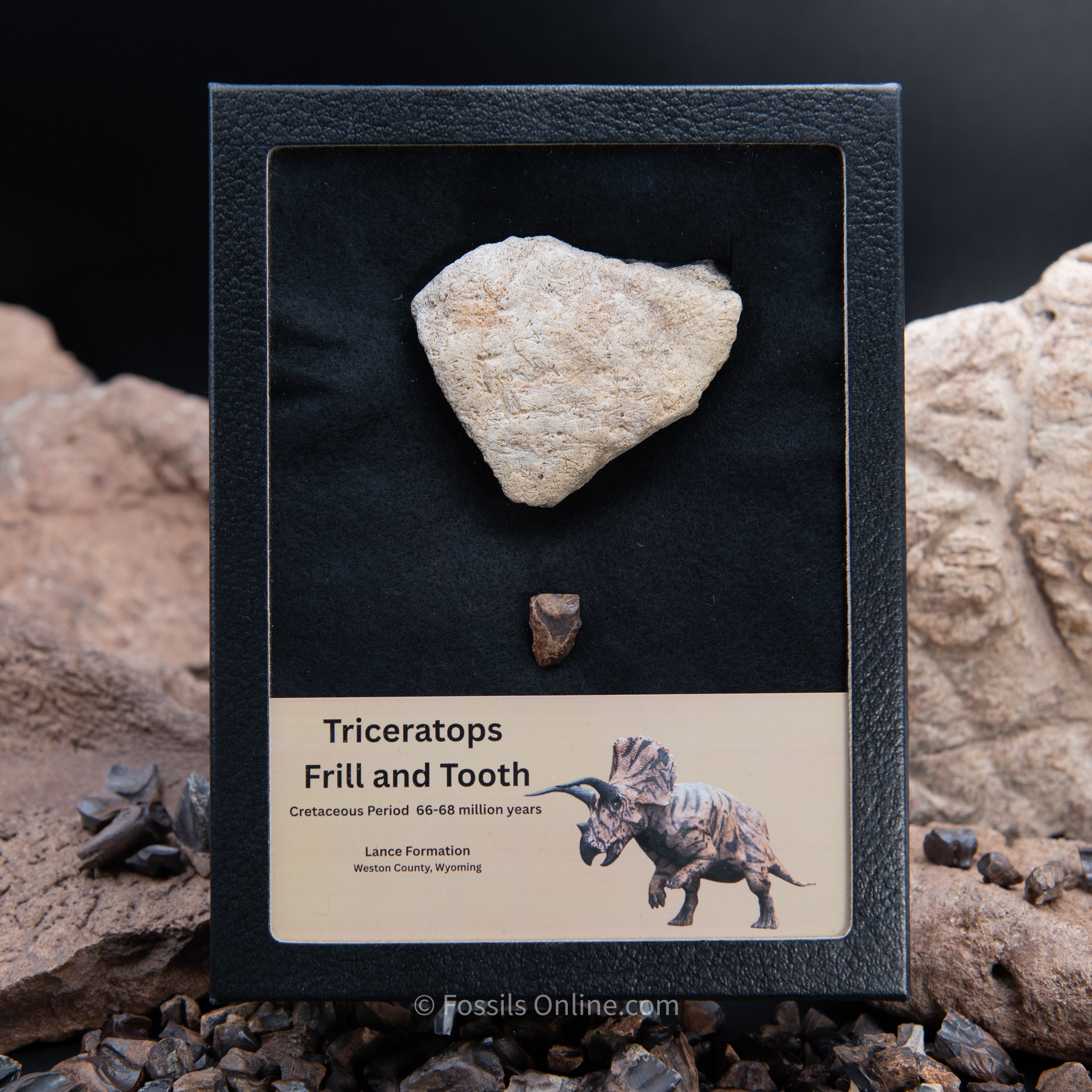 Triceratops Tooth and Frill Section in LG Display Case