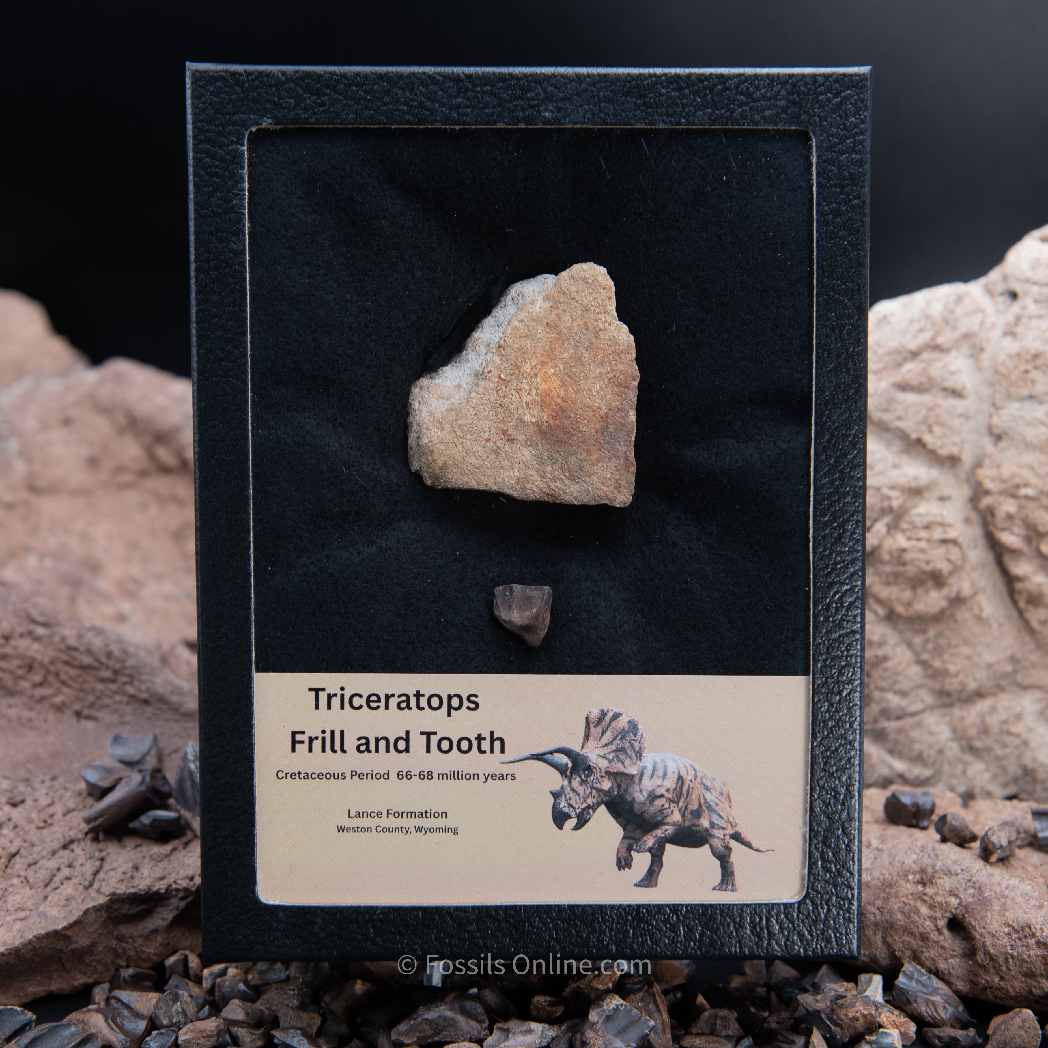 Triceratops Tooth and Frill Section in LG Display Case