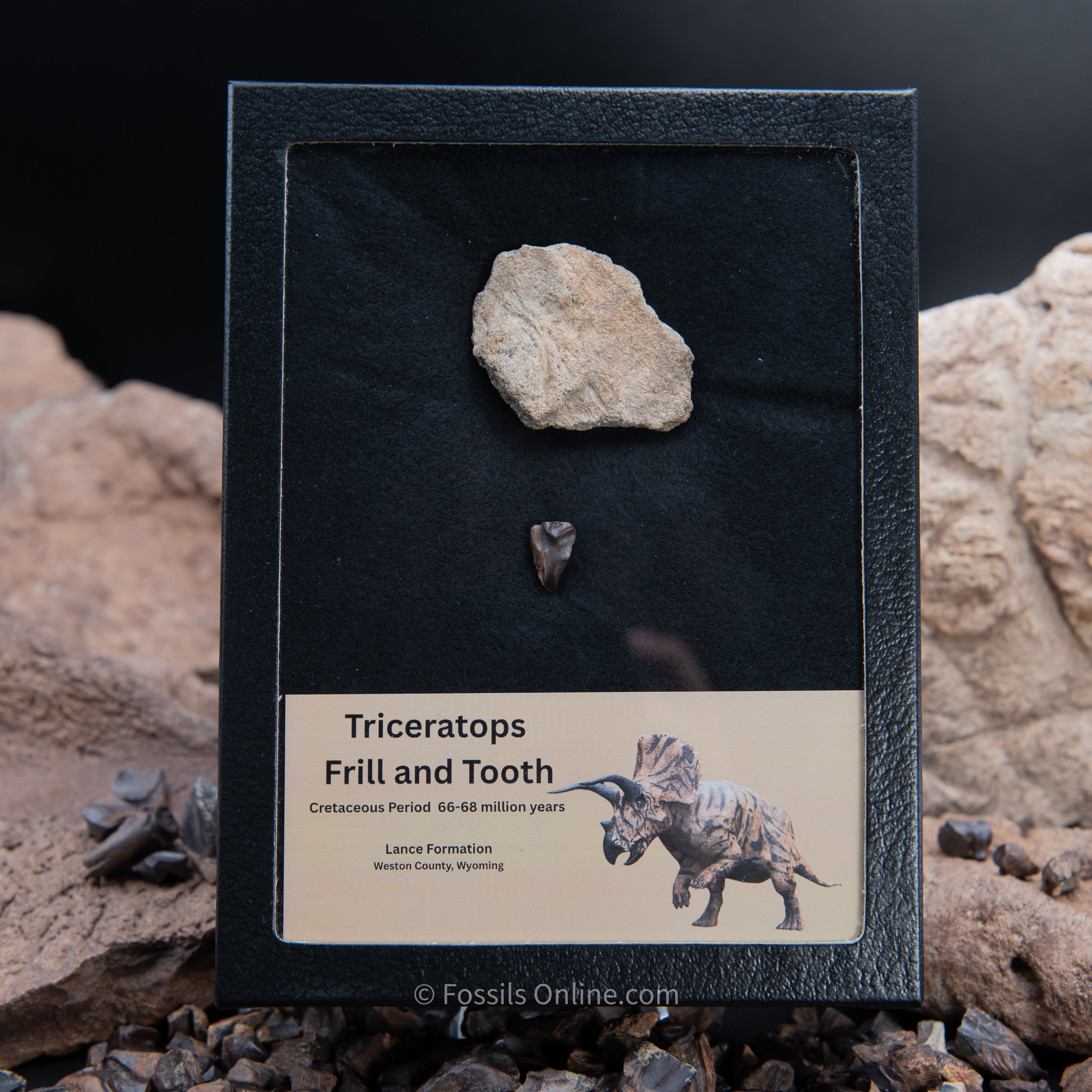Triceratops Tooth and Frill Section in LG Display Case
