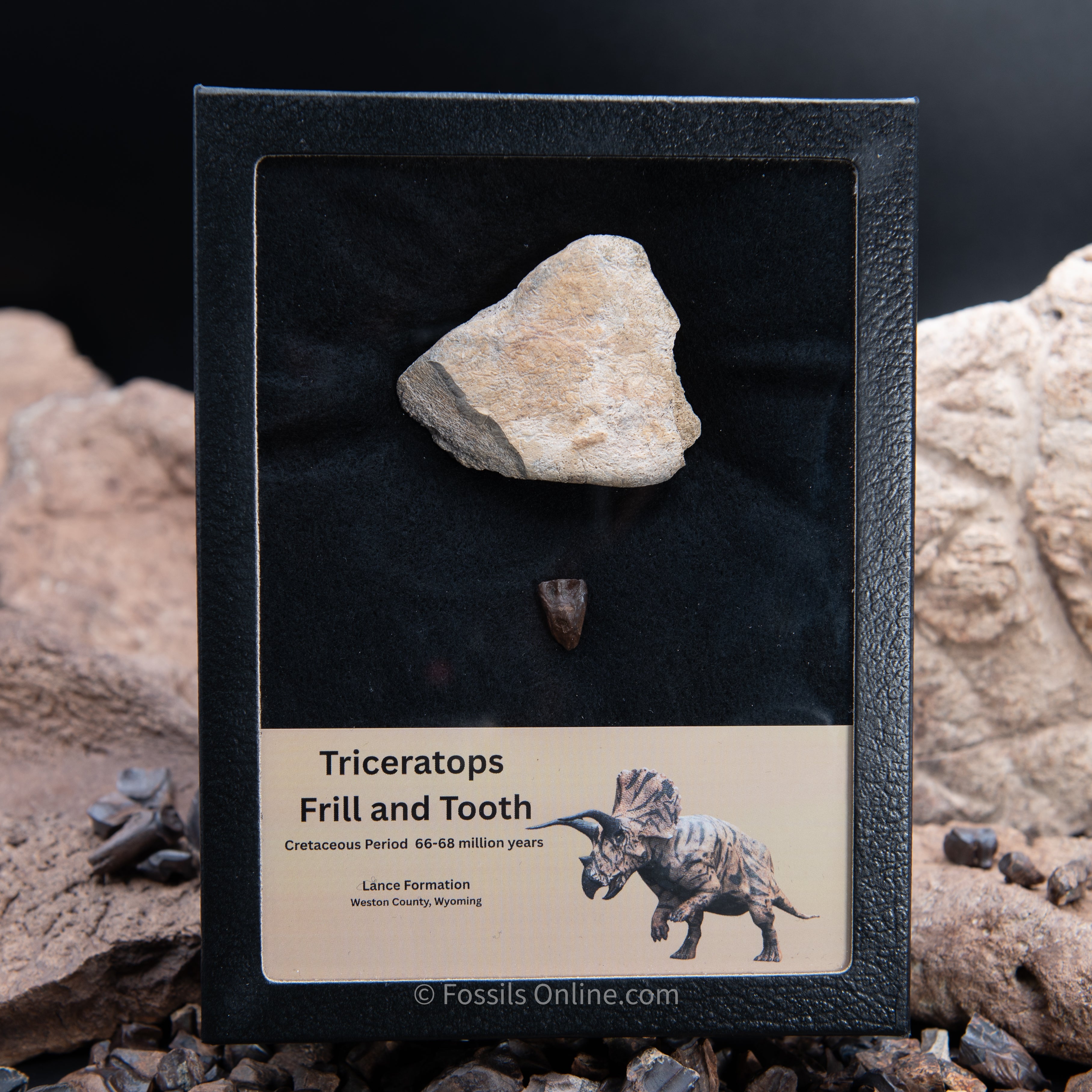 Triceratops Tooth and Frill Section in LG Display Case
