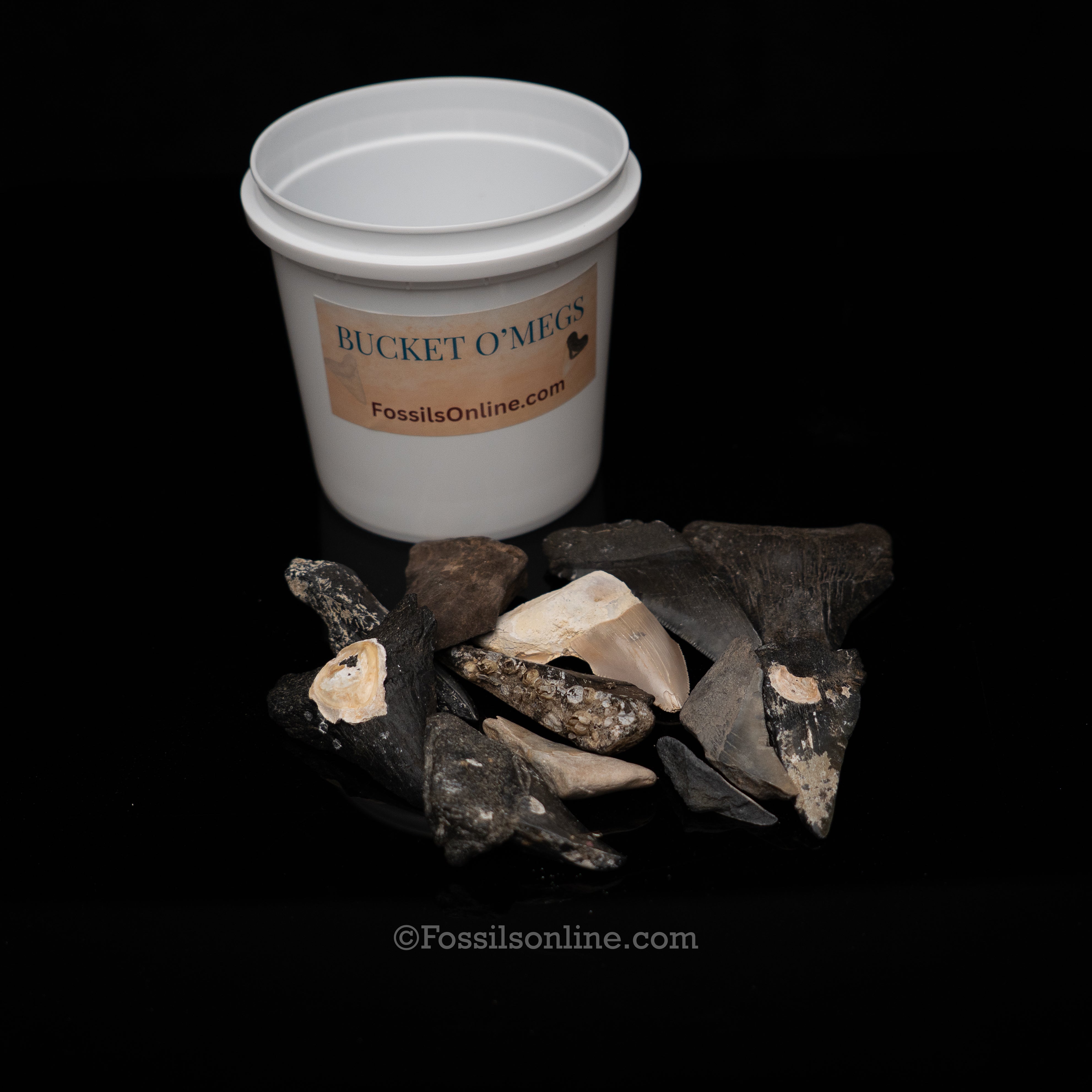 Quart Bucket of Megalodon Teeth