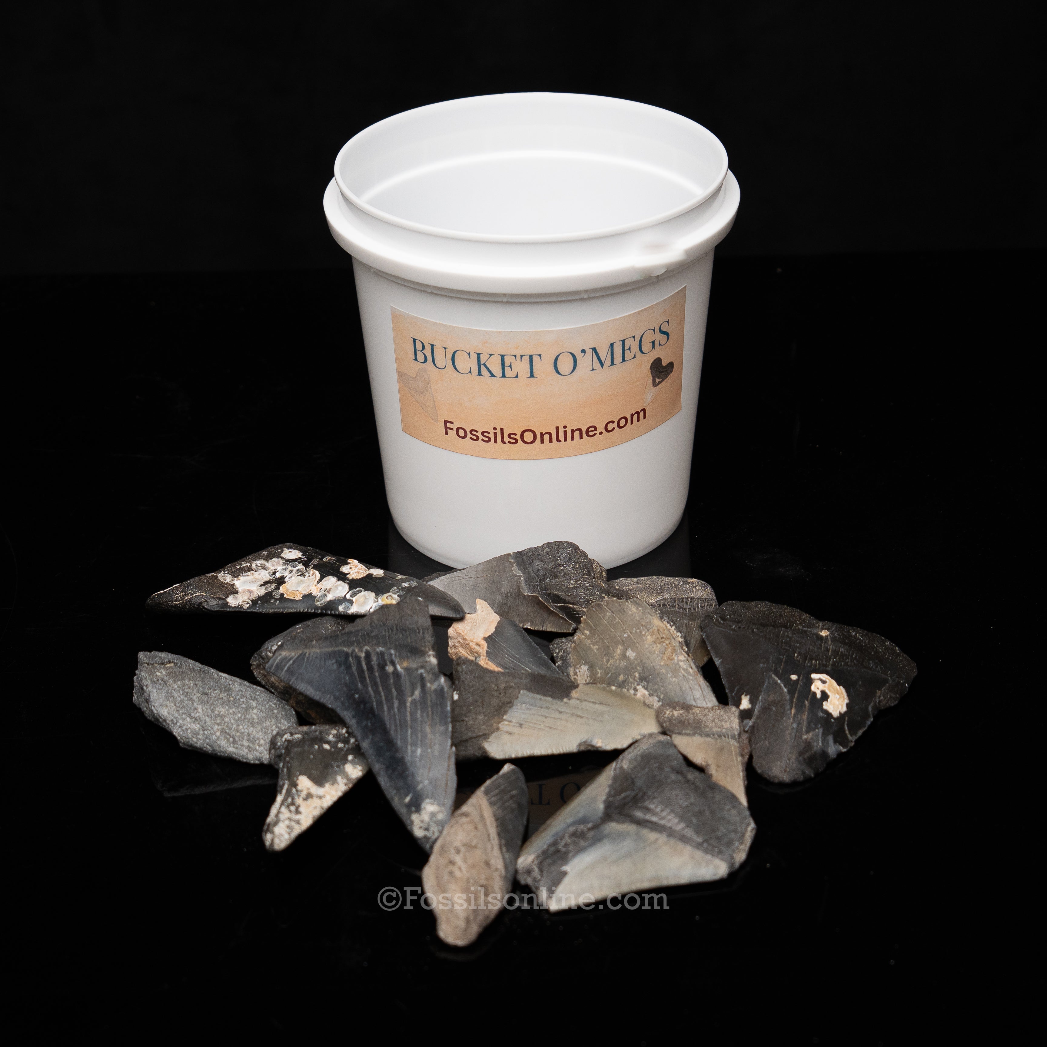 Quart Bucket of Megalodon Teeth