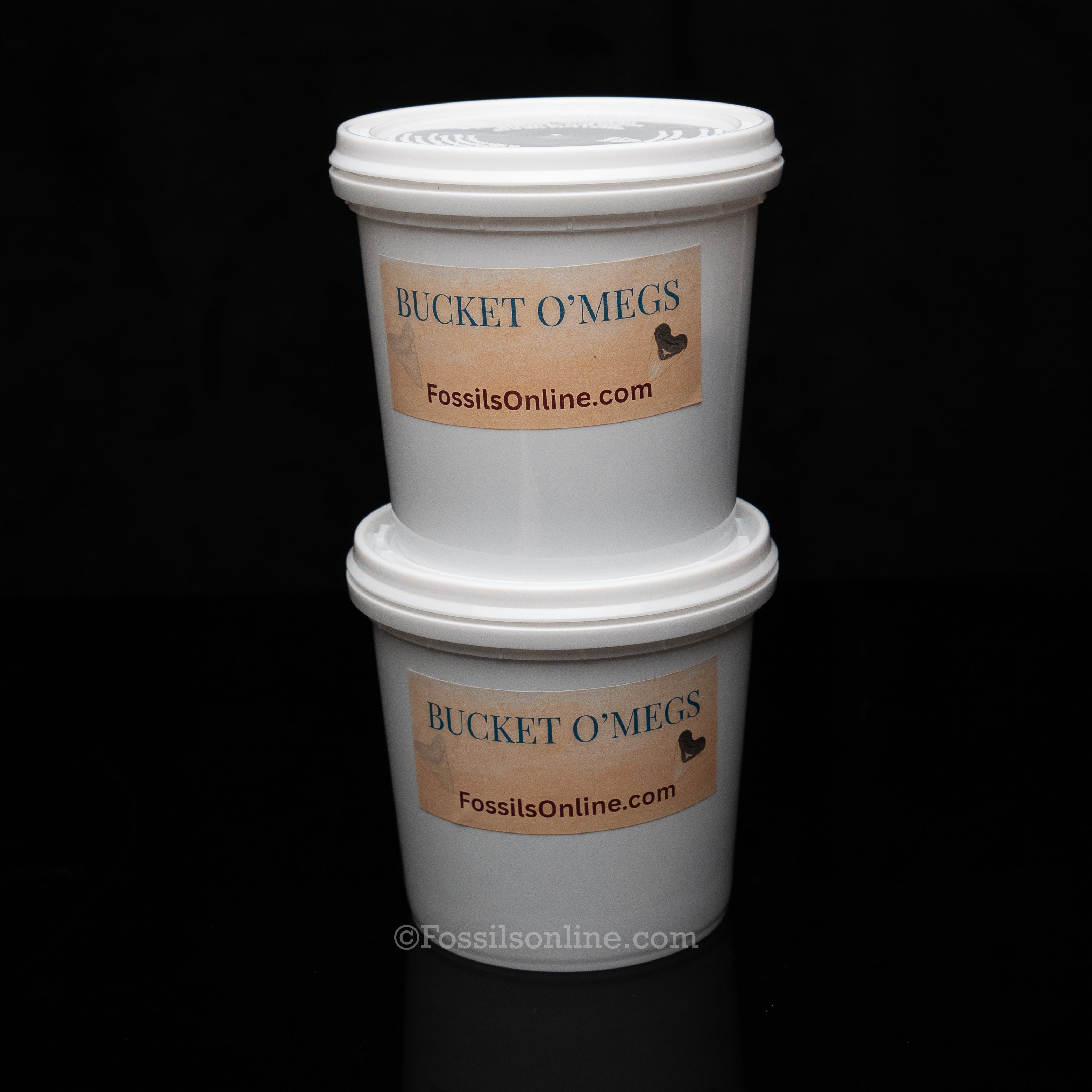 Quart Bucket of Megalodon Teeth