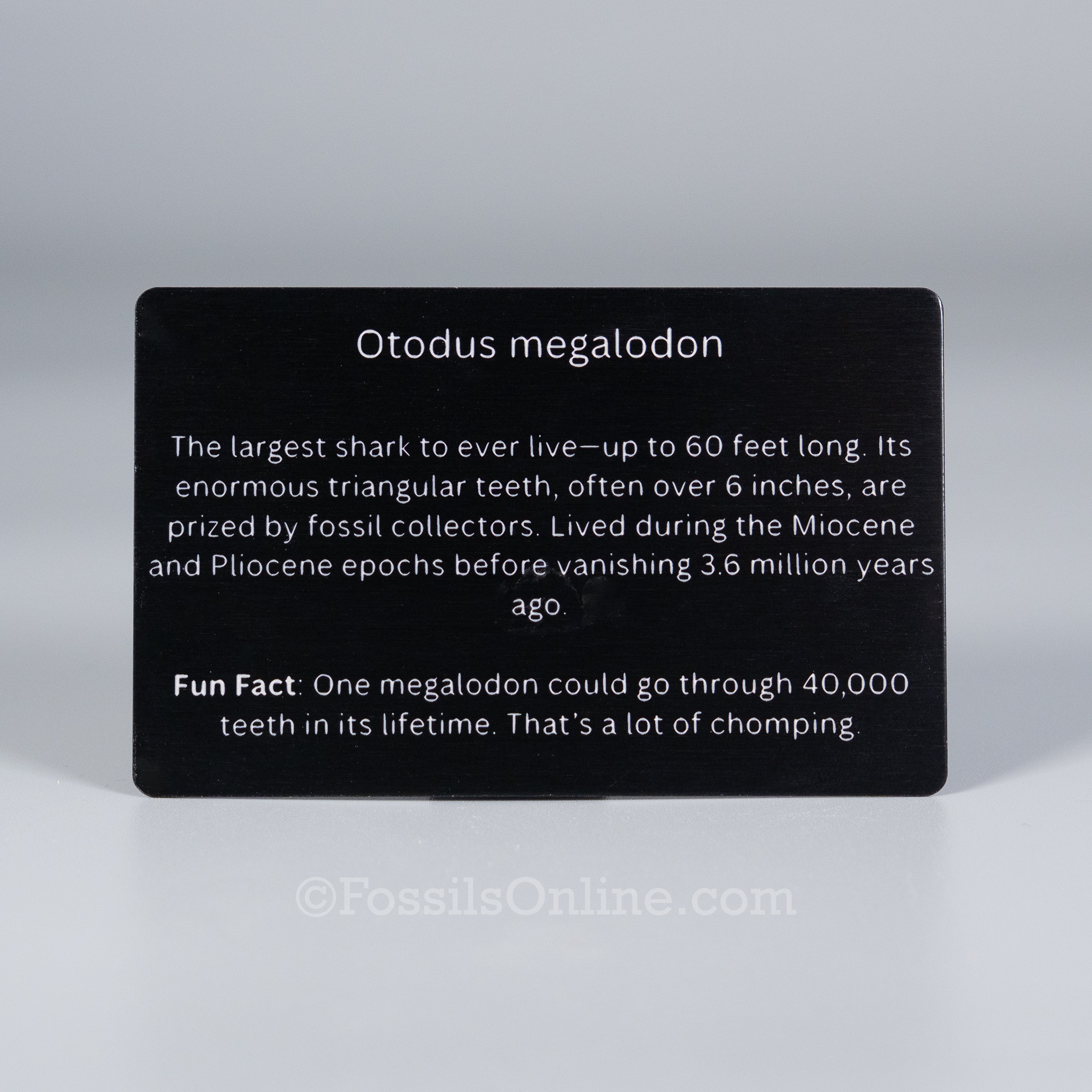 Megalodon Fossil ID Card