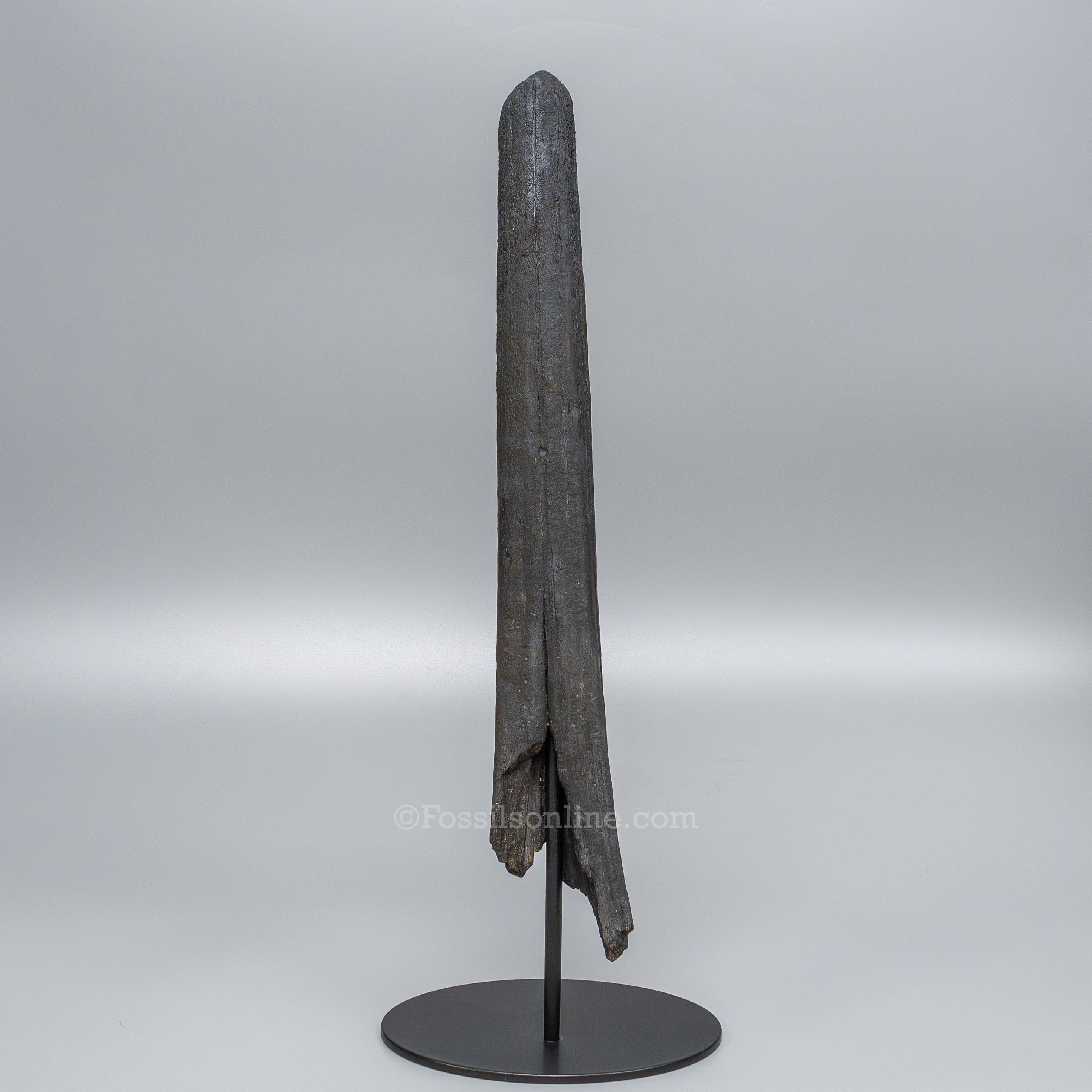 Finest Fossil Marlin Bill Billfish Fossil Deep Sea Fish