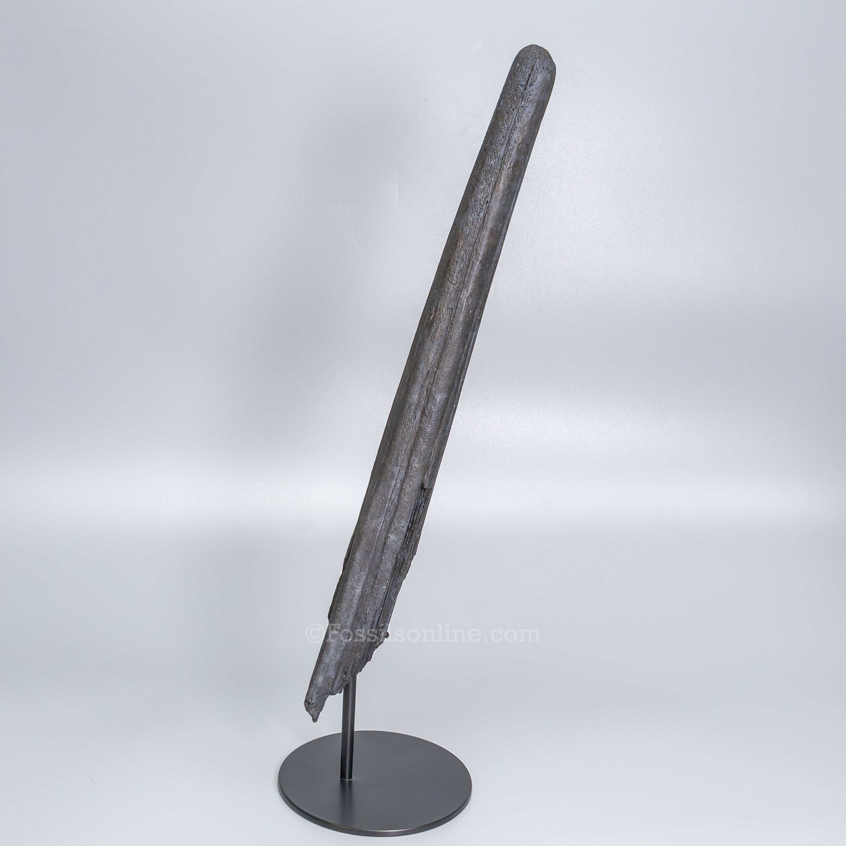 Finest Fossil Marlin Bill Billfish Fossil Deep Sea Fish