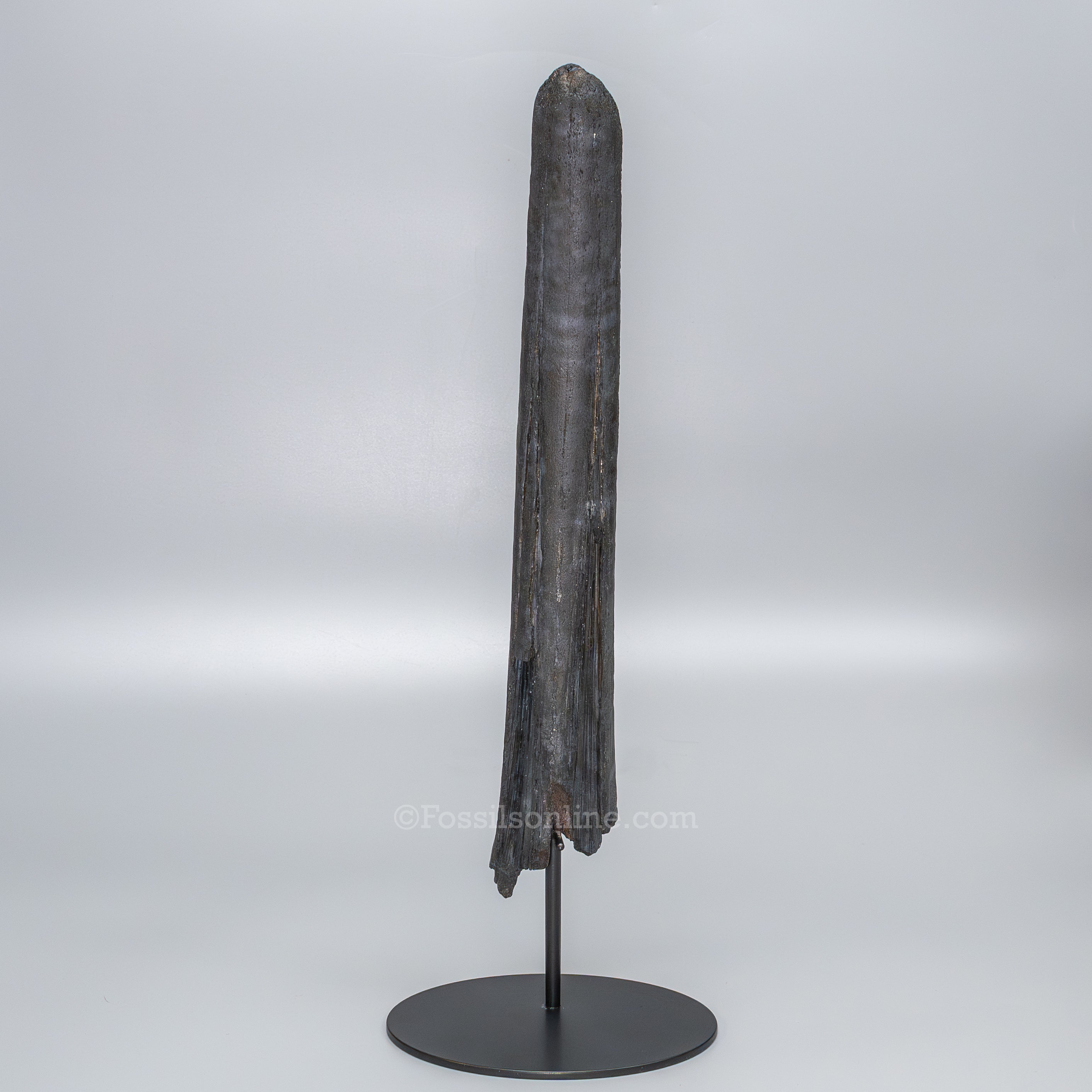 Finest Fossil Marlin Bill Billfish Fossil Deep Sea Fish