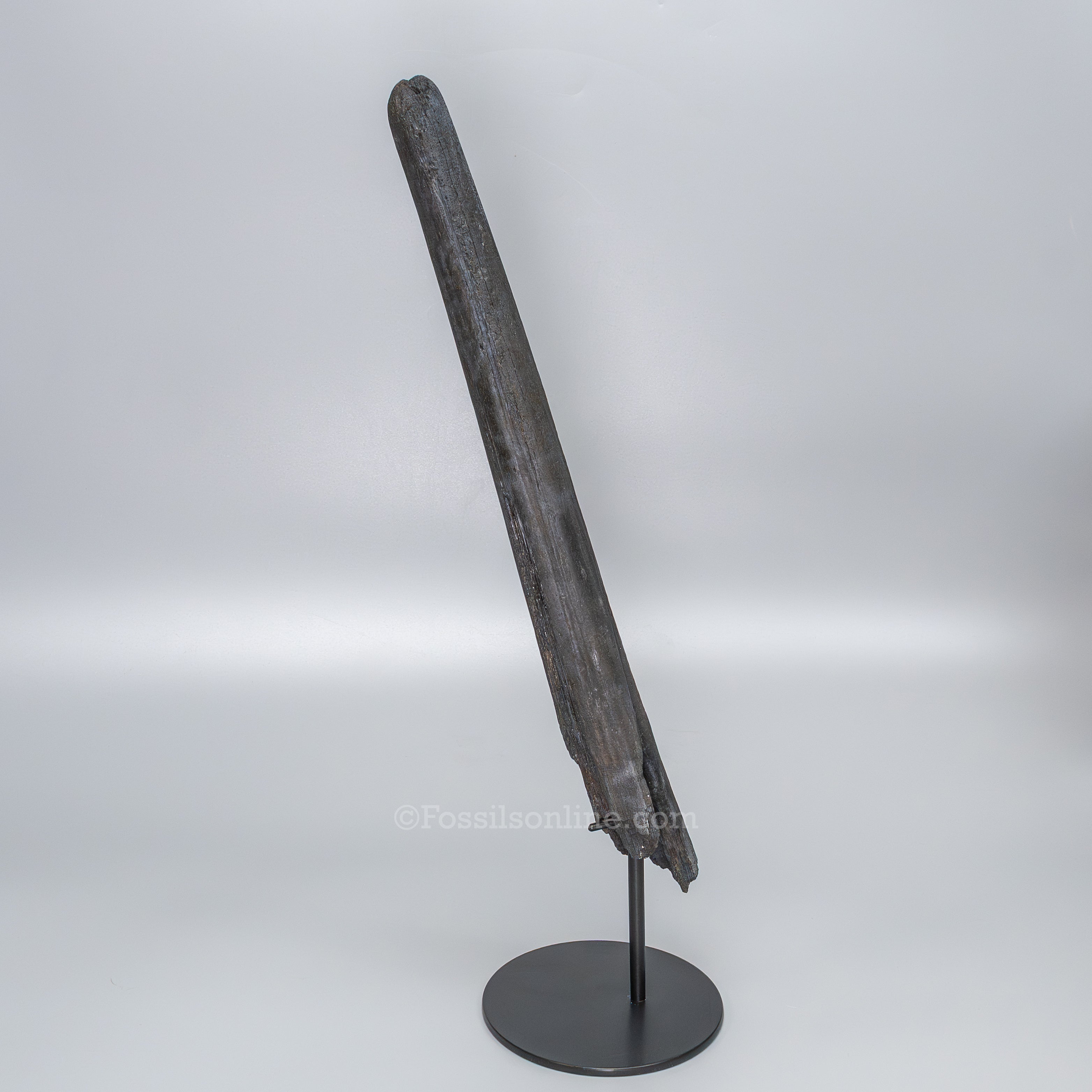 Finest Fossil Marlin Bill Billfish Fossil Deep Sea Fish