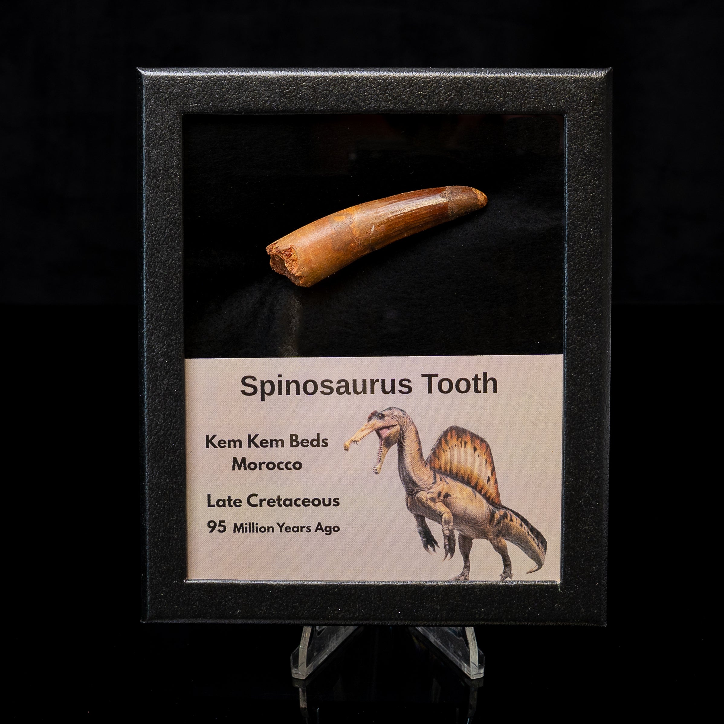 Spinosaurus Dinosaur Tooth Med Case