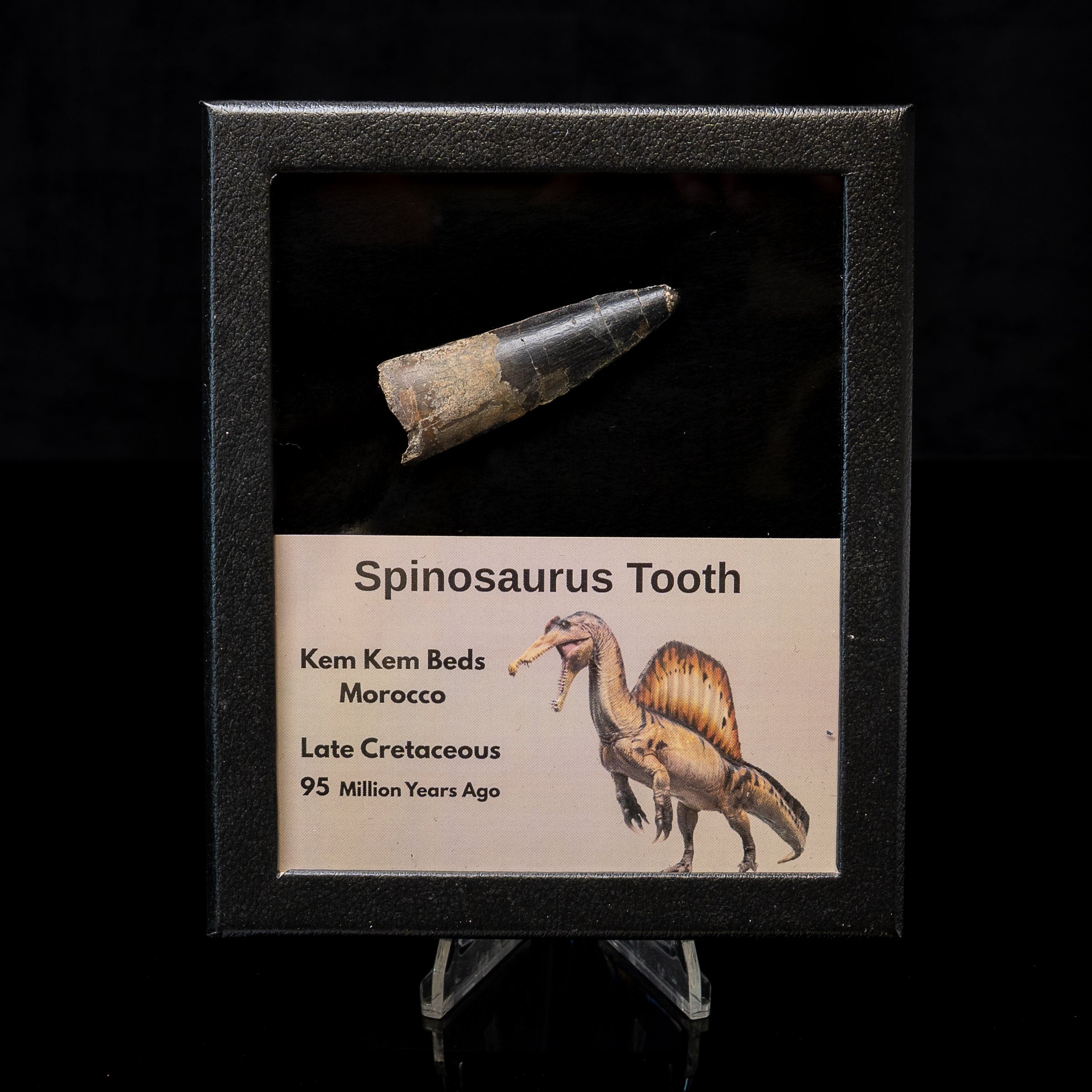 Spinosaurus Dinosaur Tooth Med Case