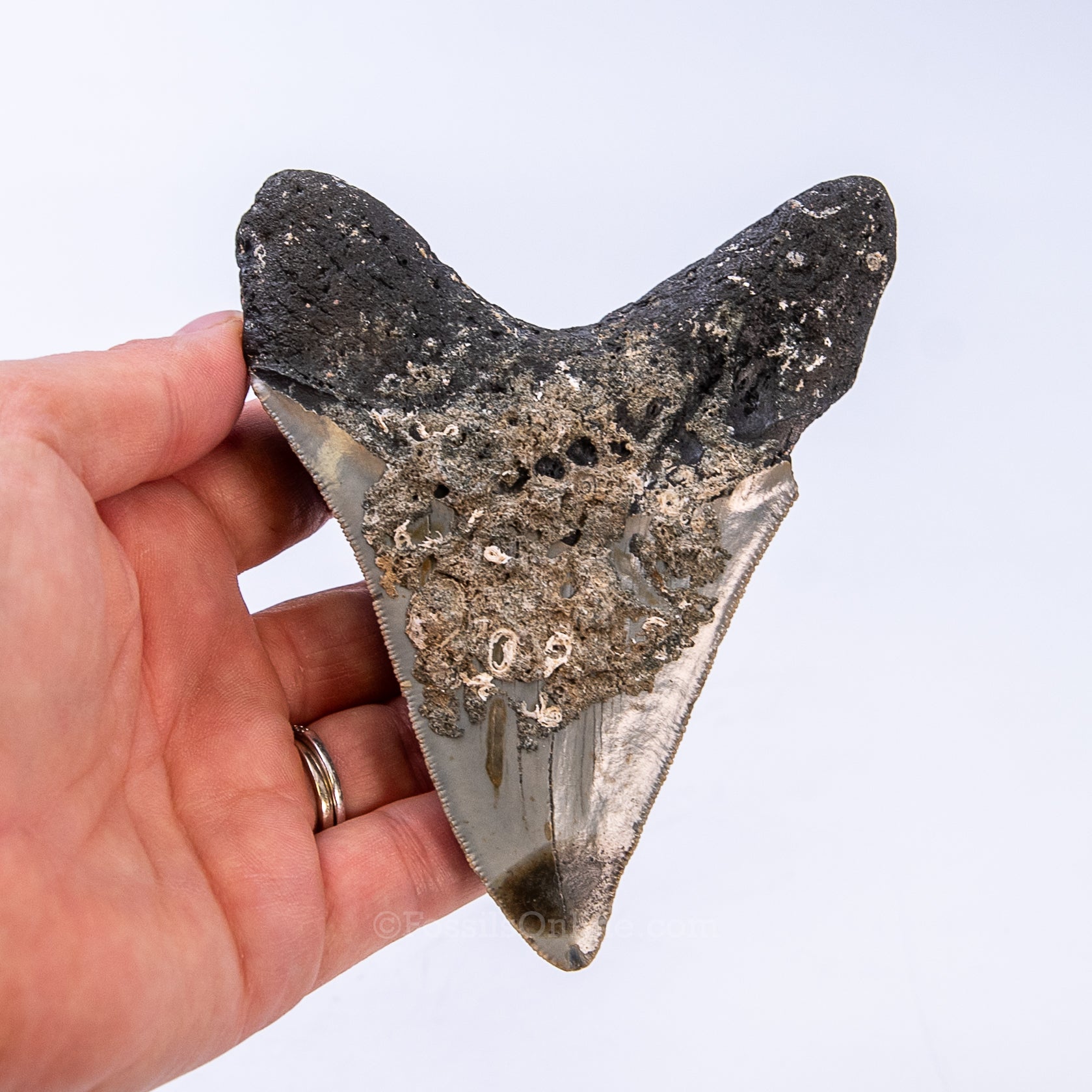 NC Megalodon 4.53"