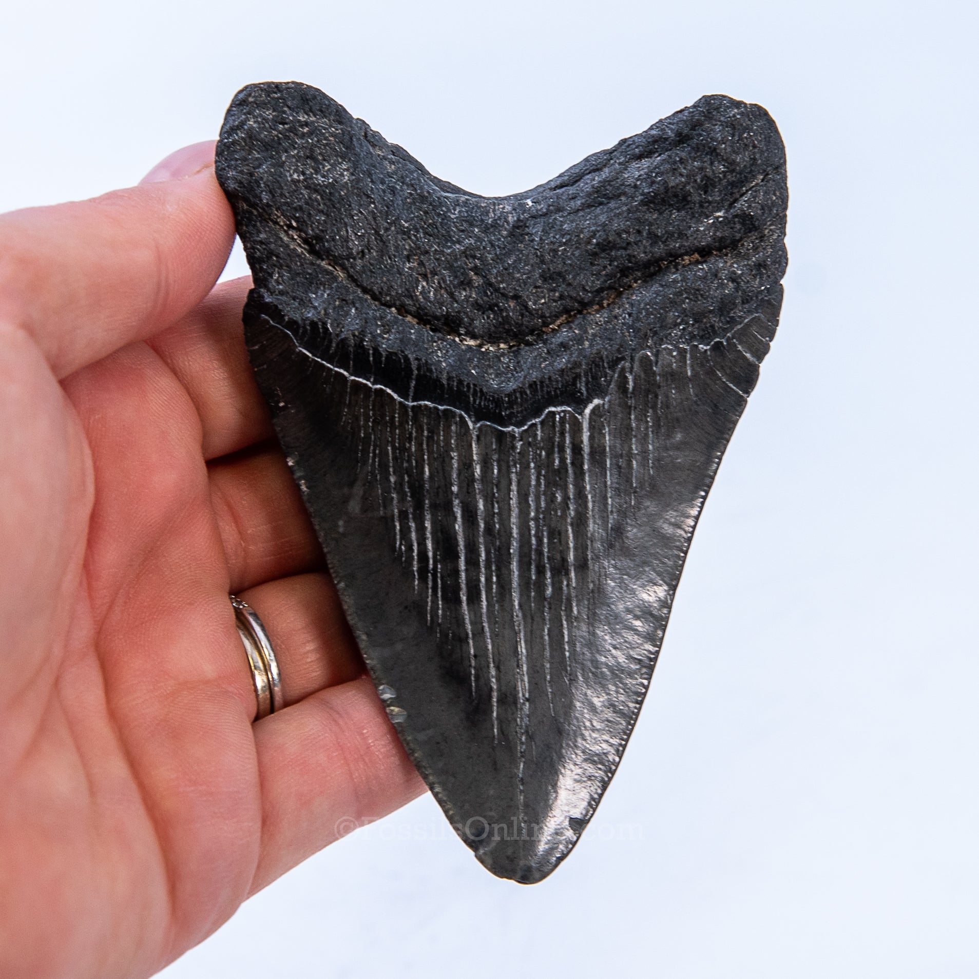 SC Megalodon 3.91"