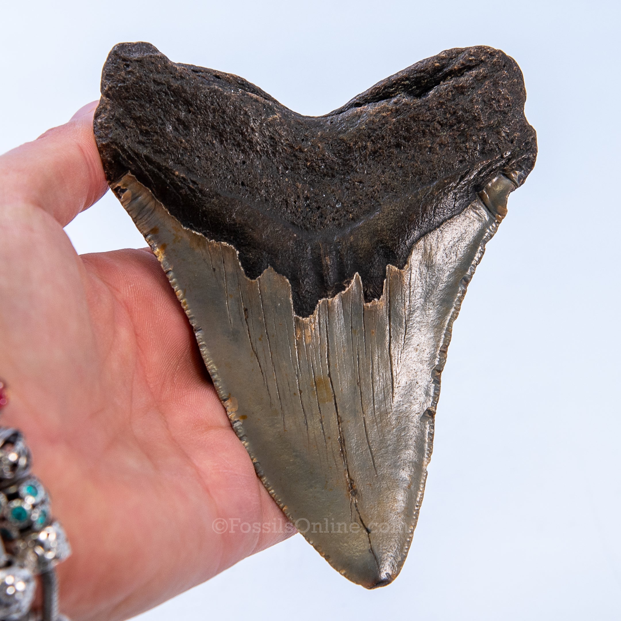 NC Megalodon 4.91"