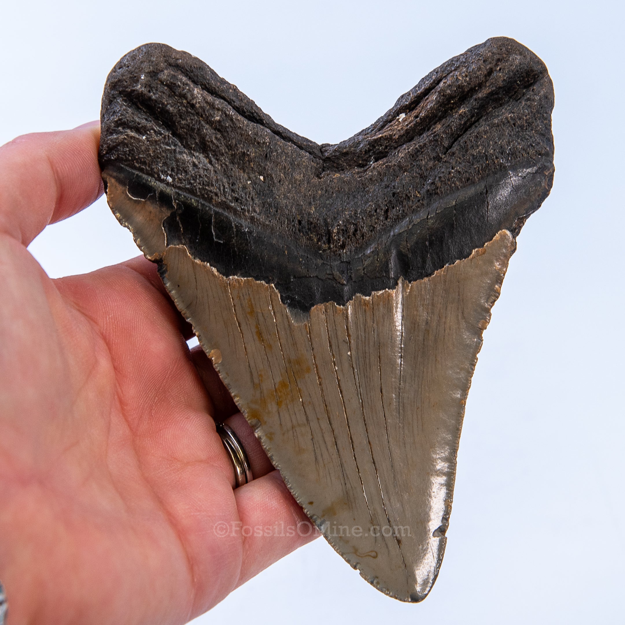 NC Megalodon 5.00"