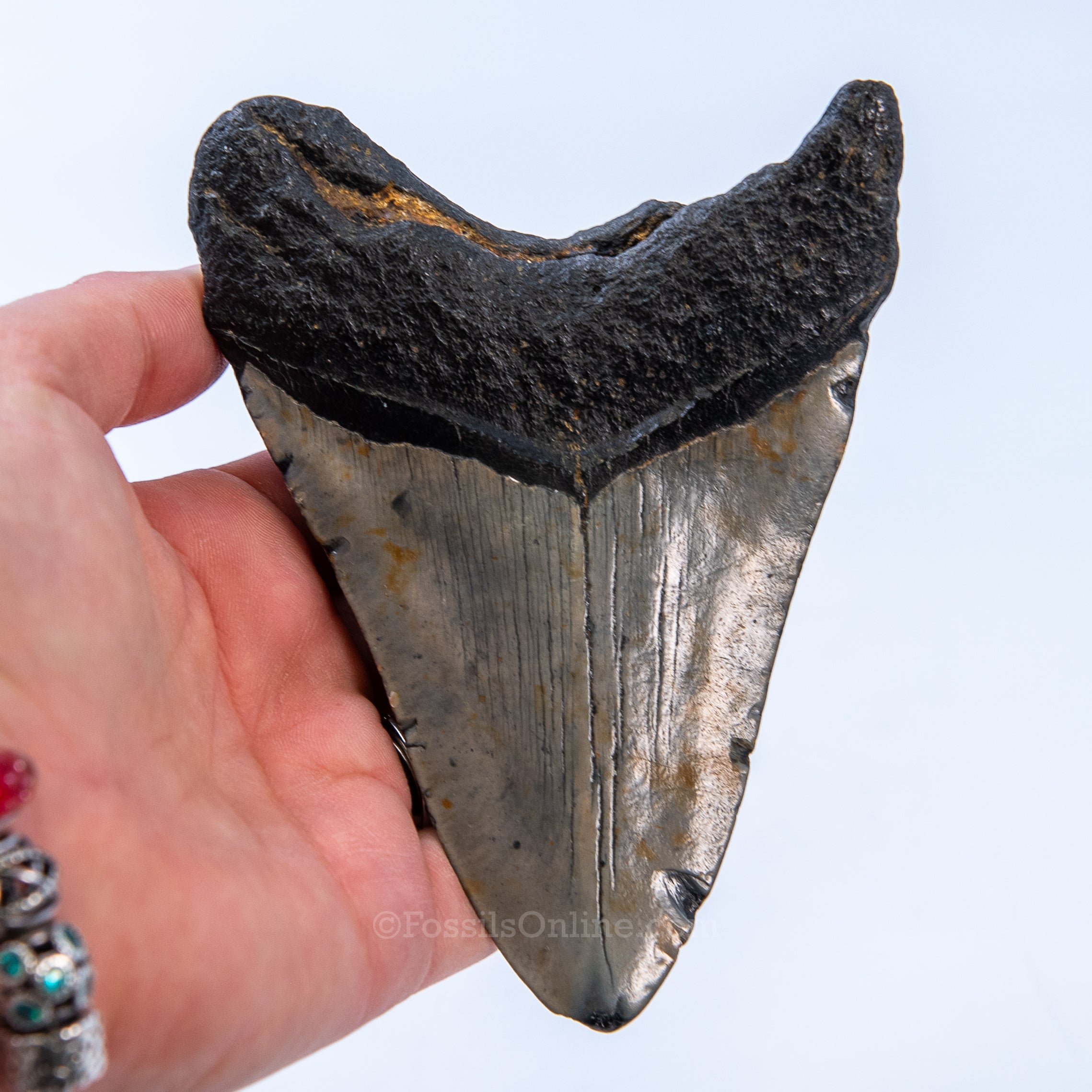 NC Megalodon 4.79"