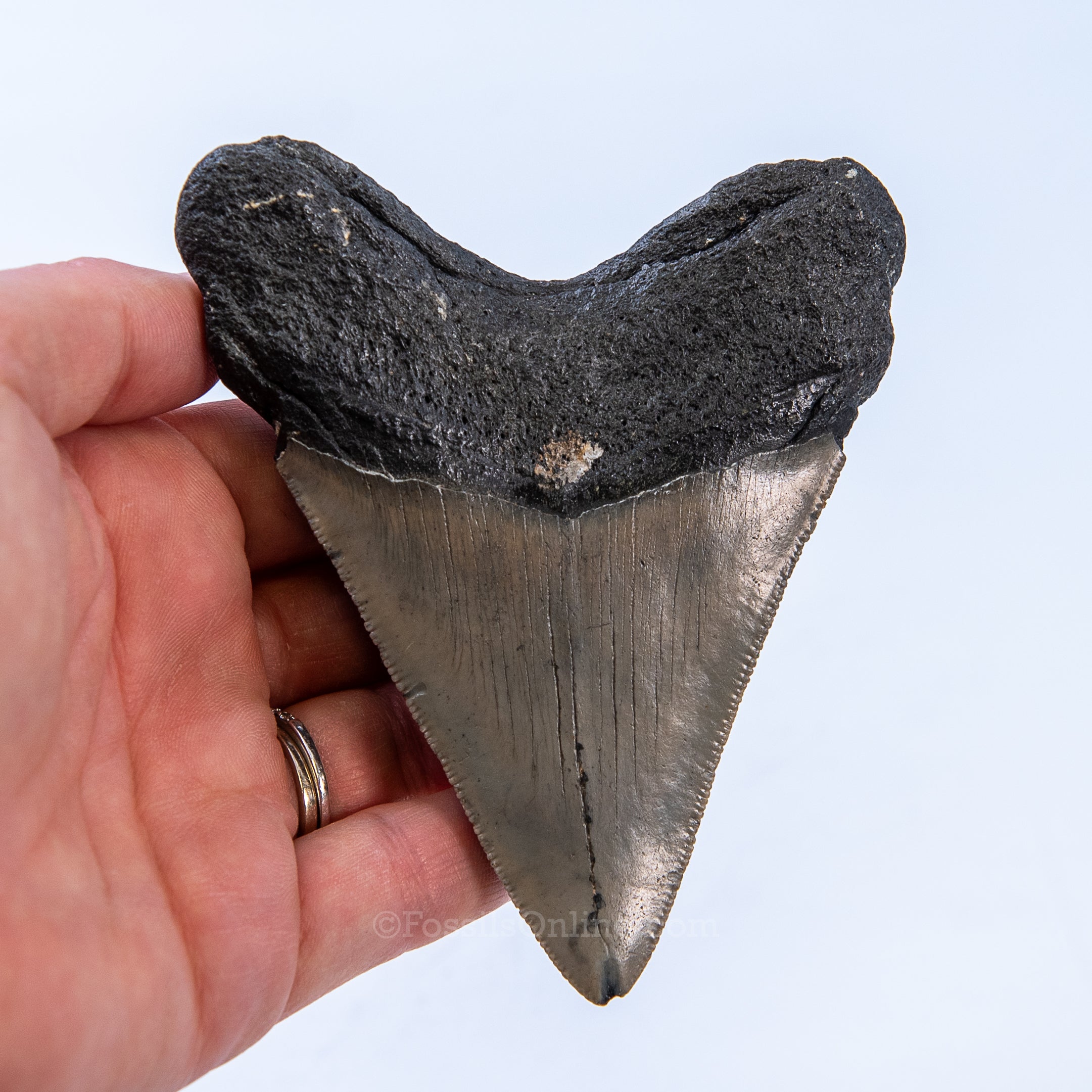 NC Megalodon 4.16"