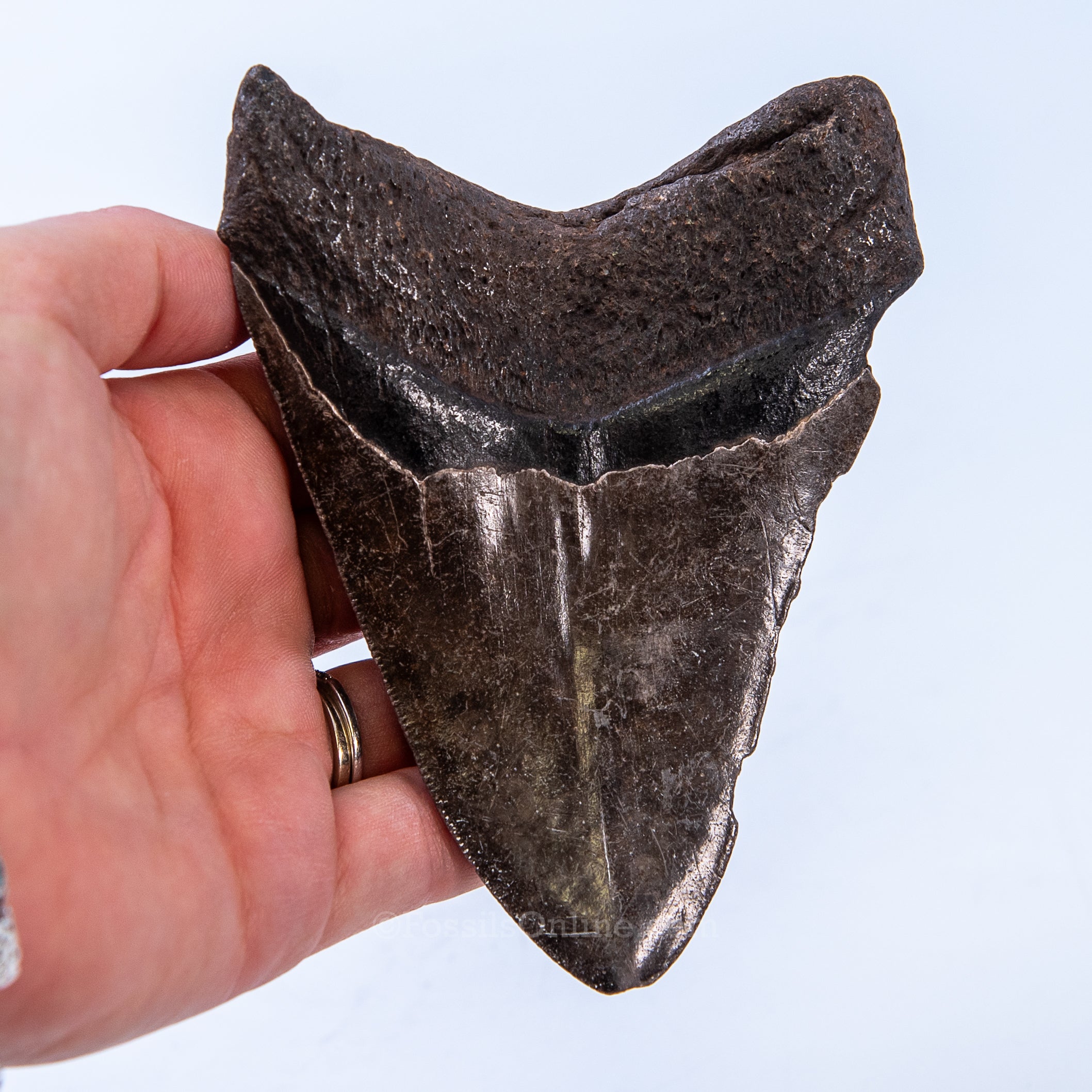 GA Megalodon 4.67"