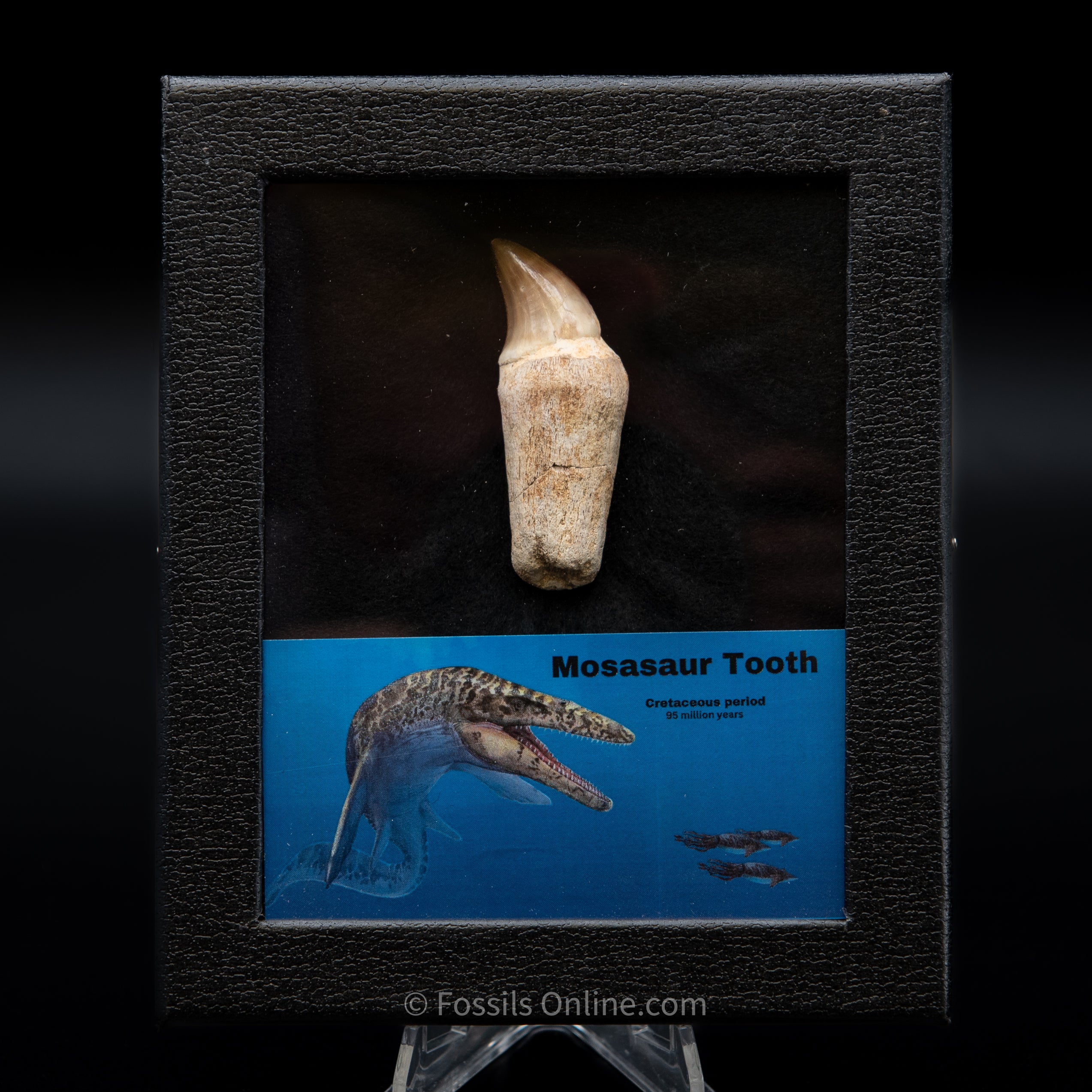 Rooted Mosasaurus Tooth
