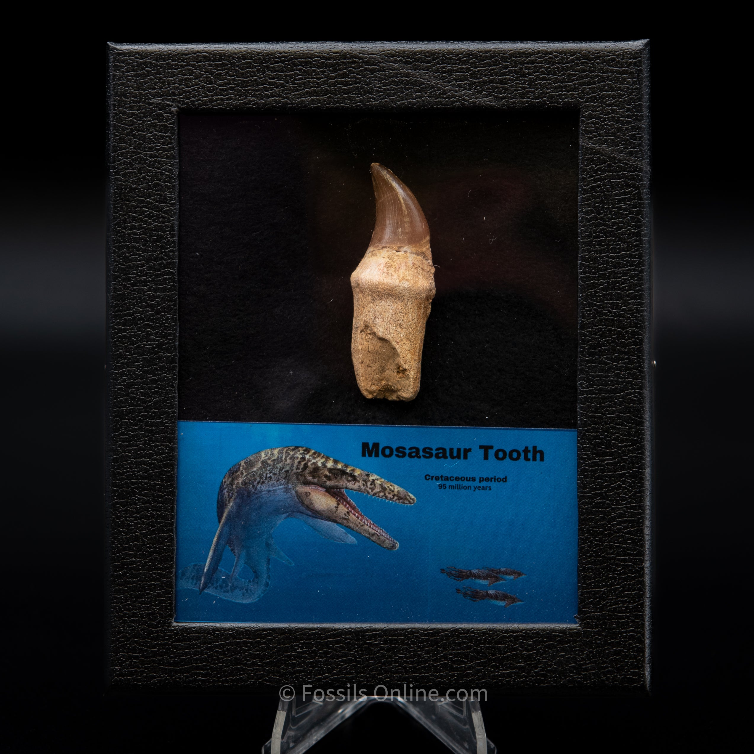 Rooted Mosasaurus Tooth