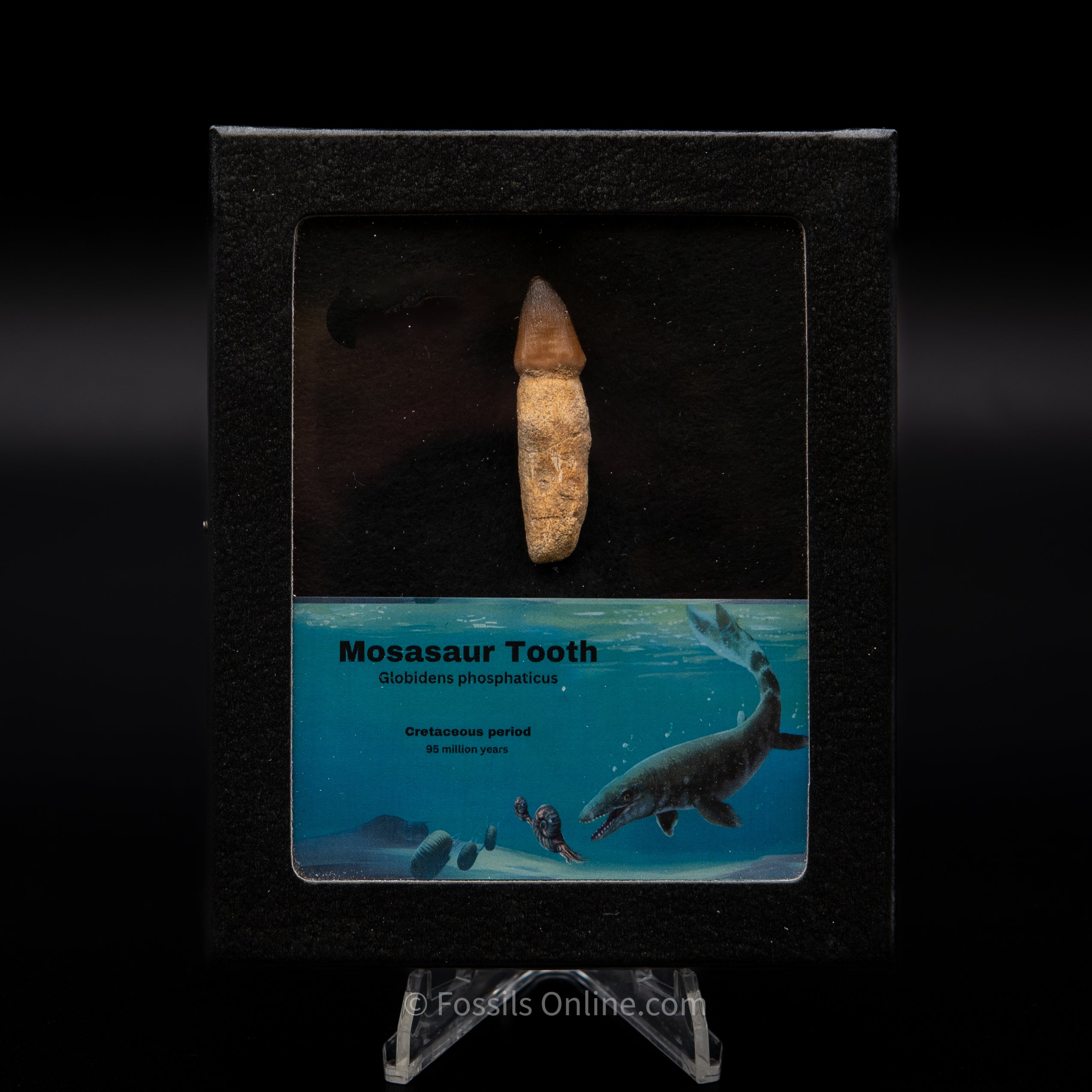 Rooted Mosasaurus Tooth