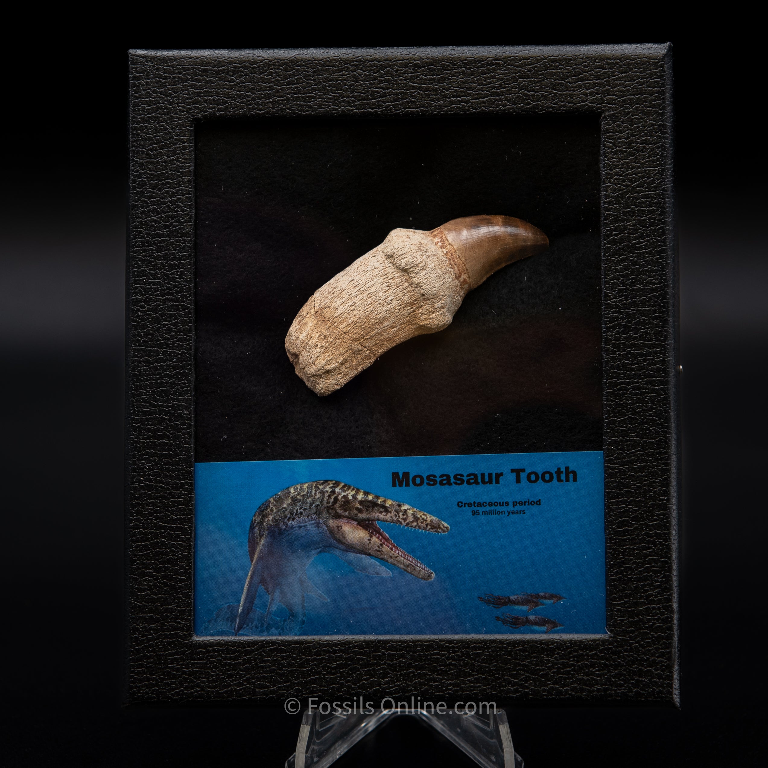 Rooted Mosasaurus Tooth