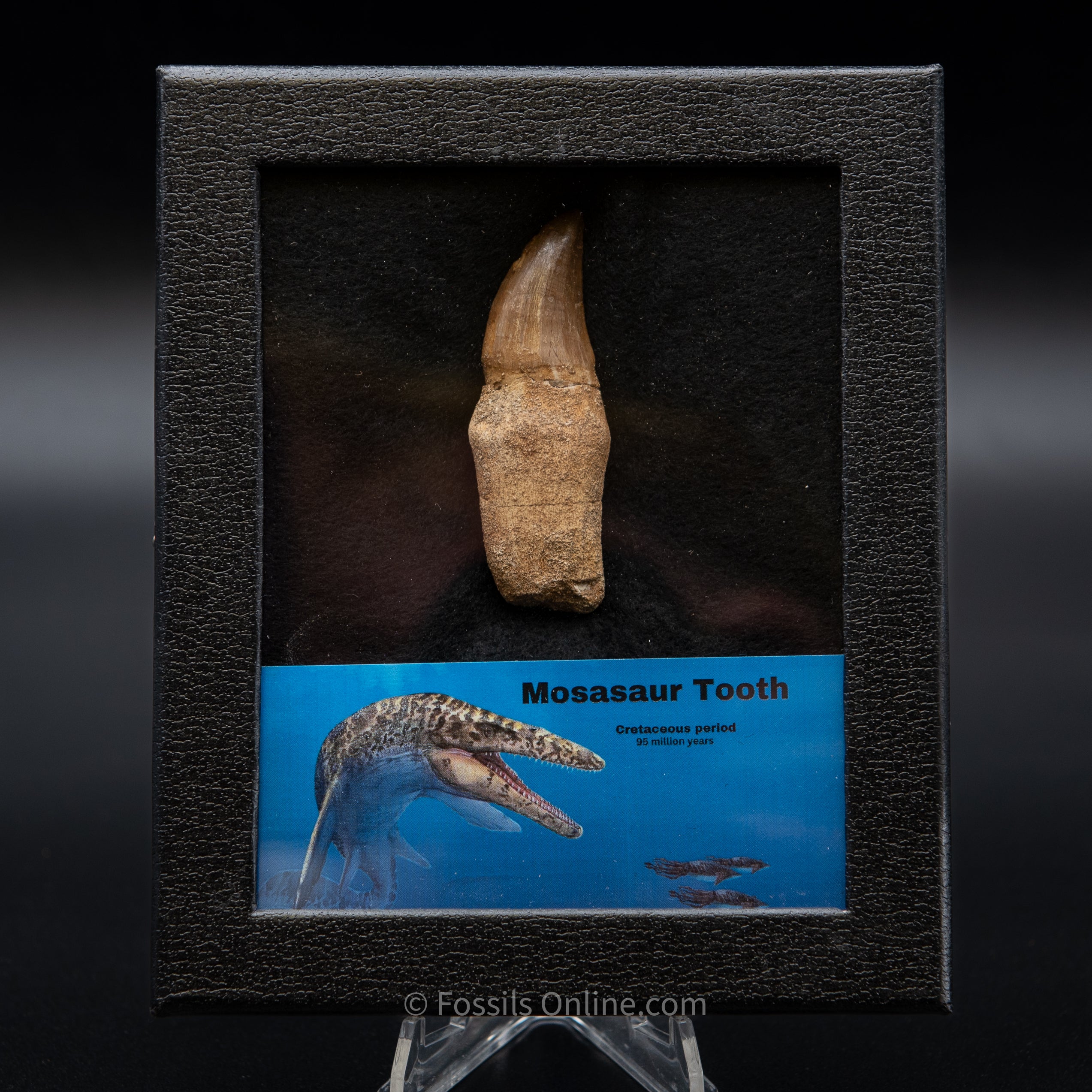 Rooted Mosasaurus Tooth
