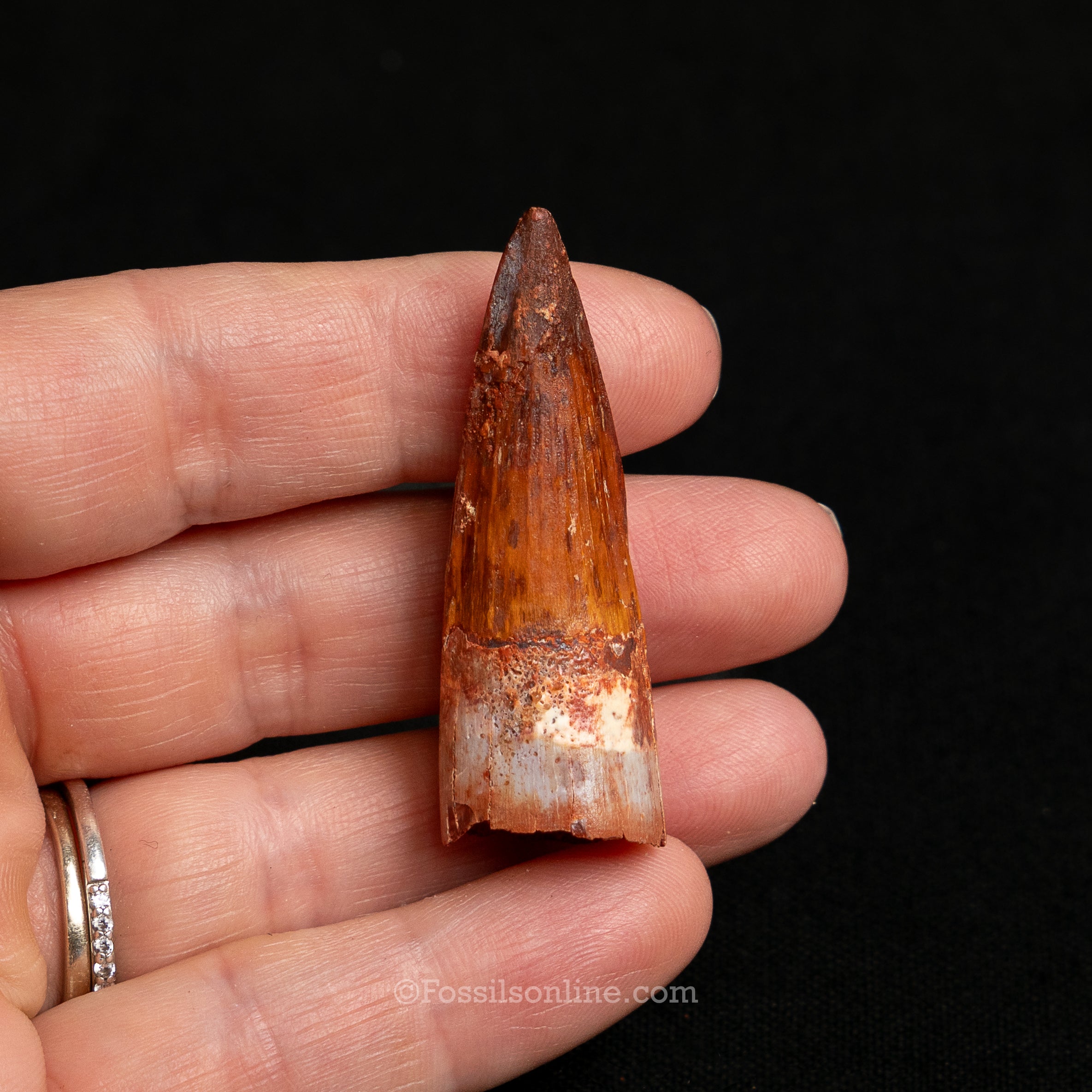 Premium Spinosaurus Dinosaur Tooth Sm Case