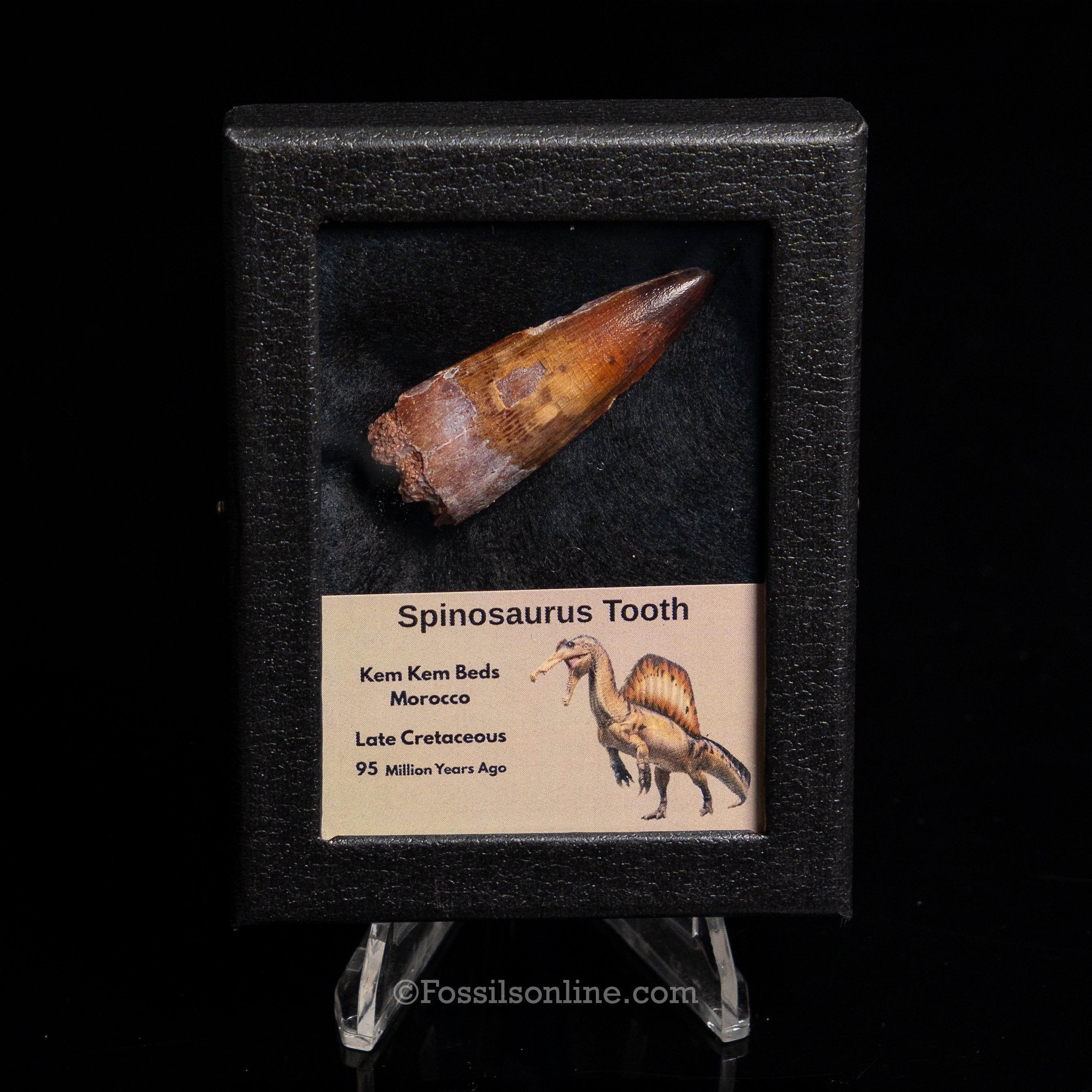 Premium Spinosaurus Dinosaur Tooth Sm Case