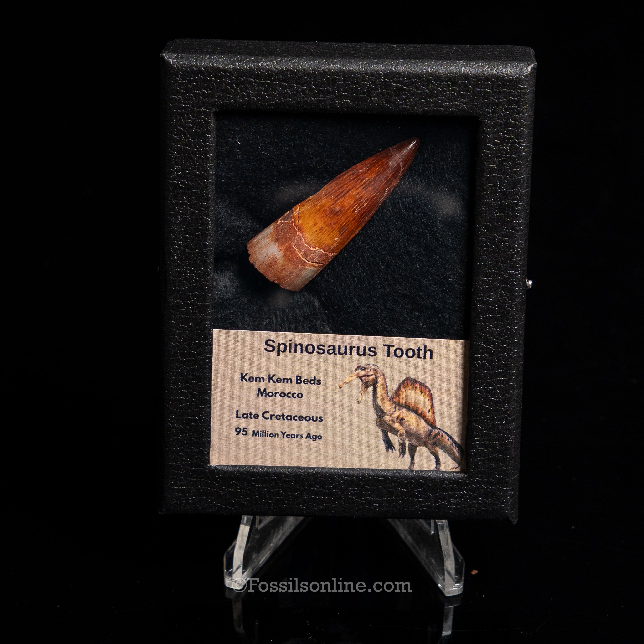 Premium Spinosaurus Dinosaur Tooth Sm Case
