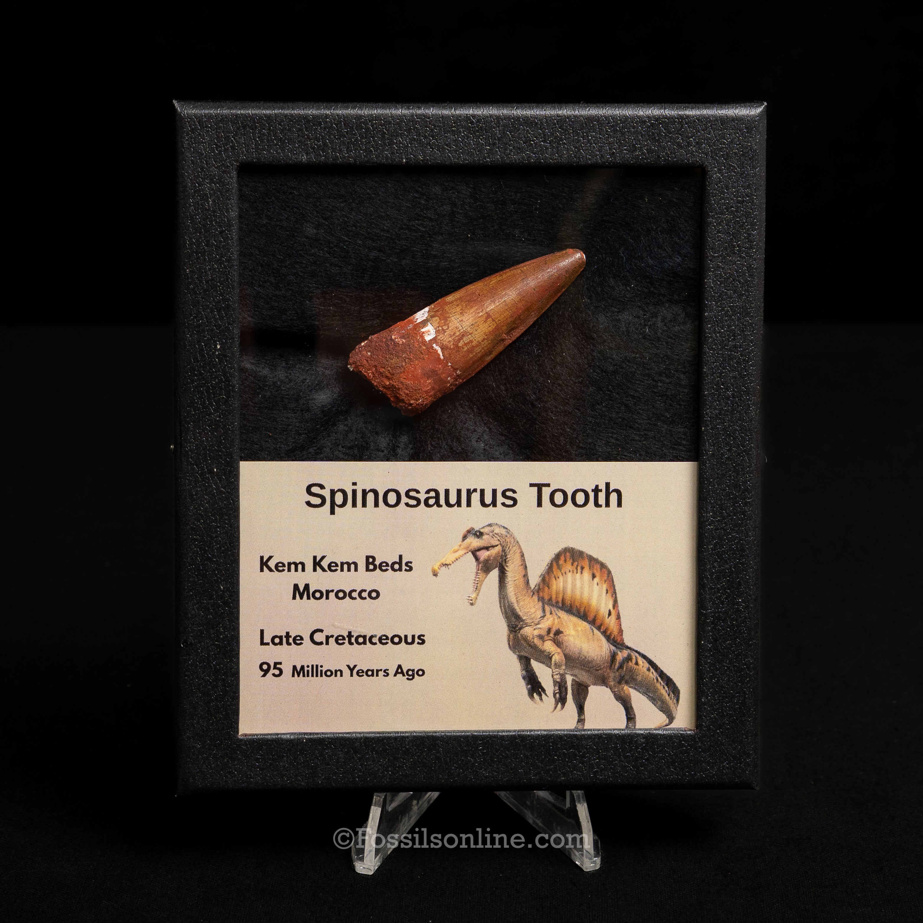 Spinosaurus Dinosaur Tooth Med Case