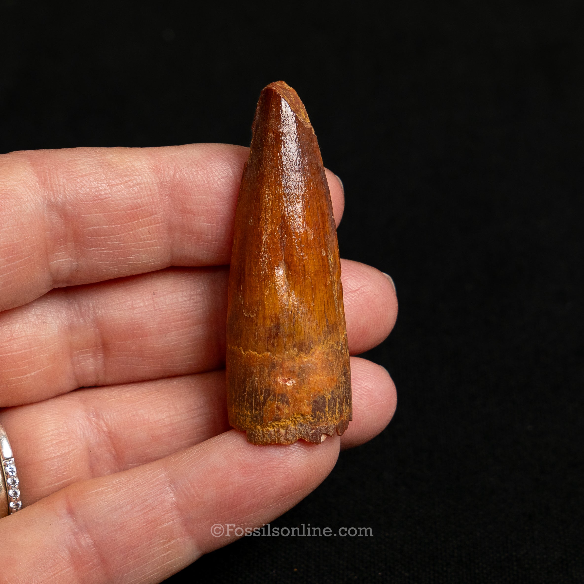 Choice Spinosaurus Dinosaur Tooth Sm Case