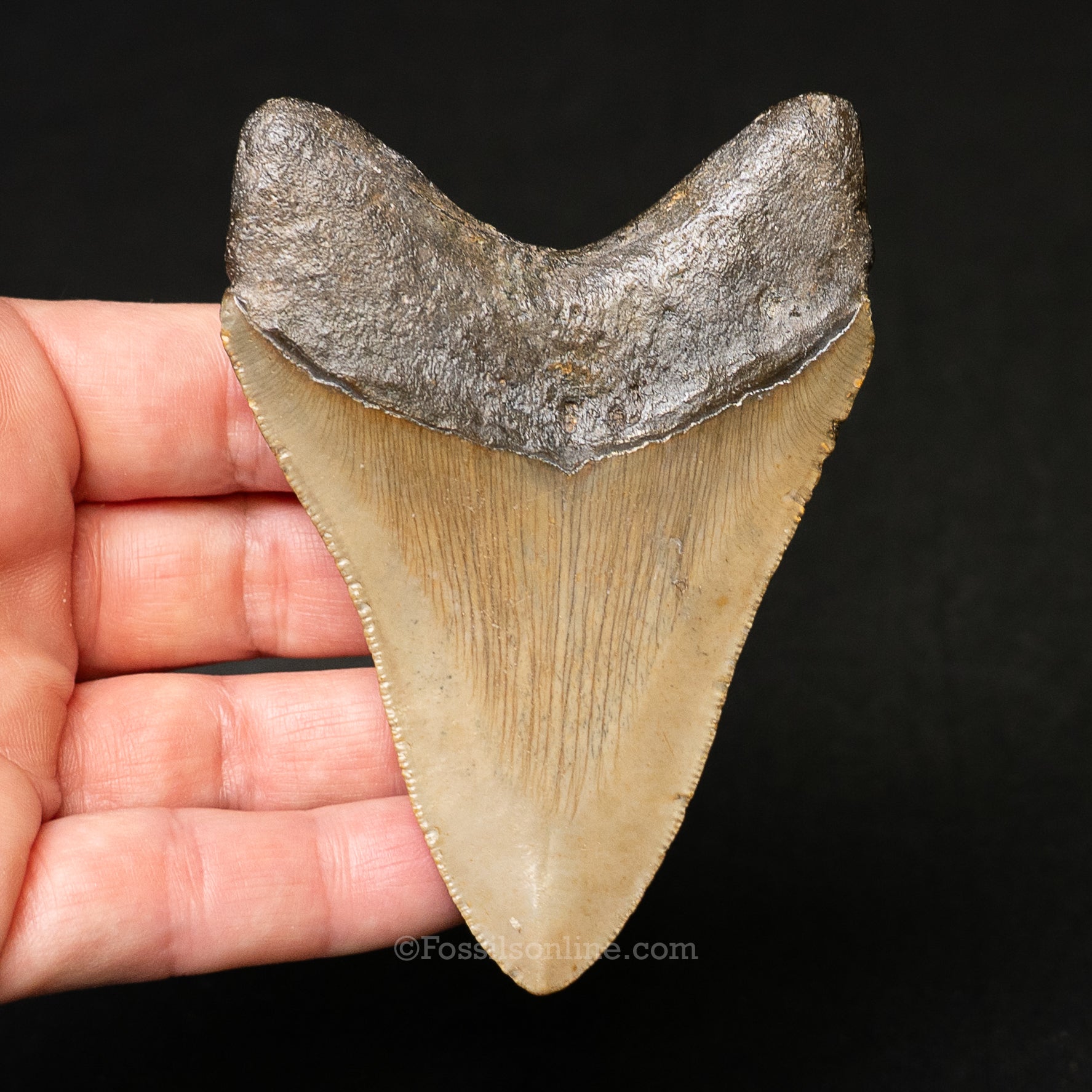 North Carolina Megalodon 3.59"