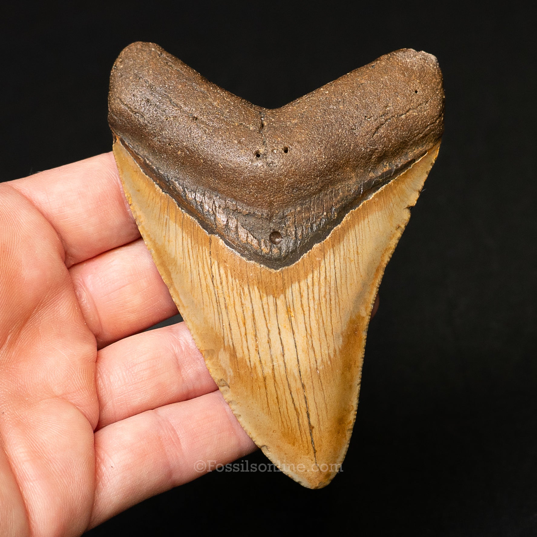 North Carolina Megalodon 3.93"