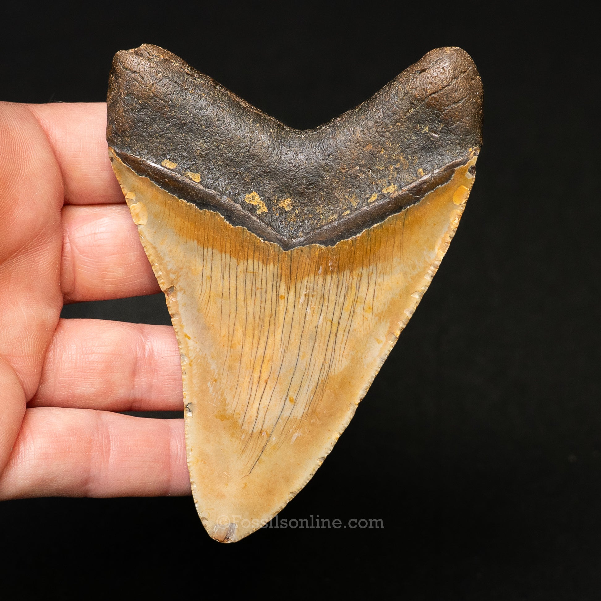 North Carolina Megalodon 3.93"