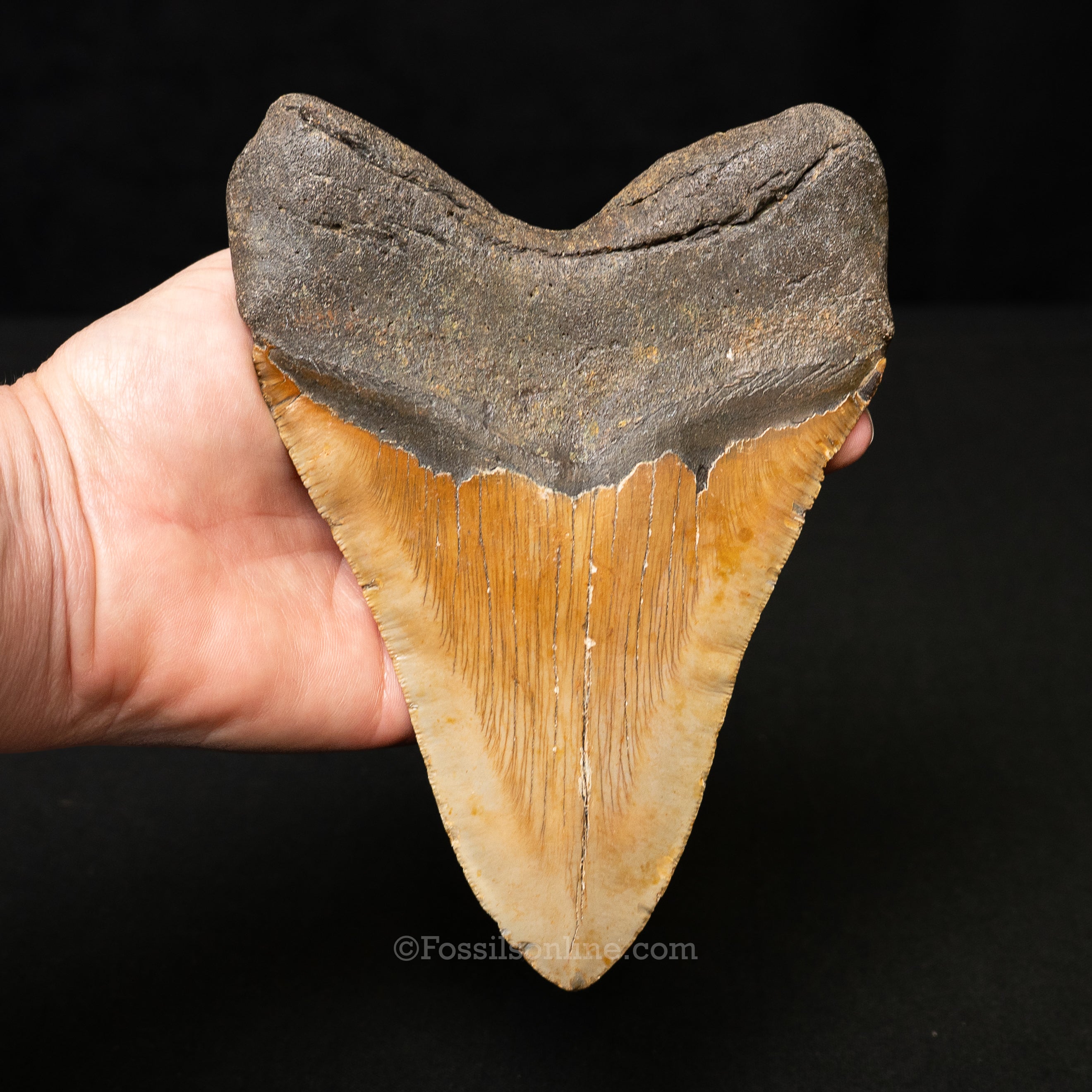 North Carolina Megalodon 6.33"