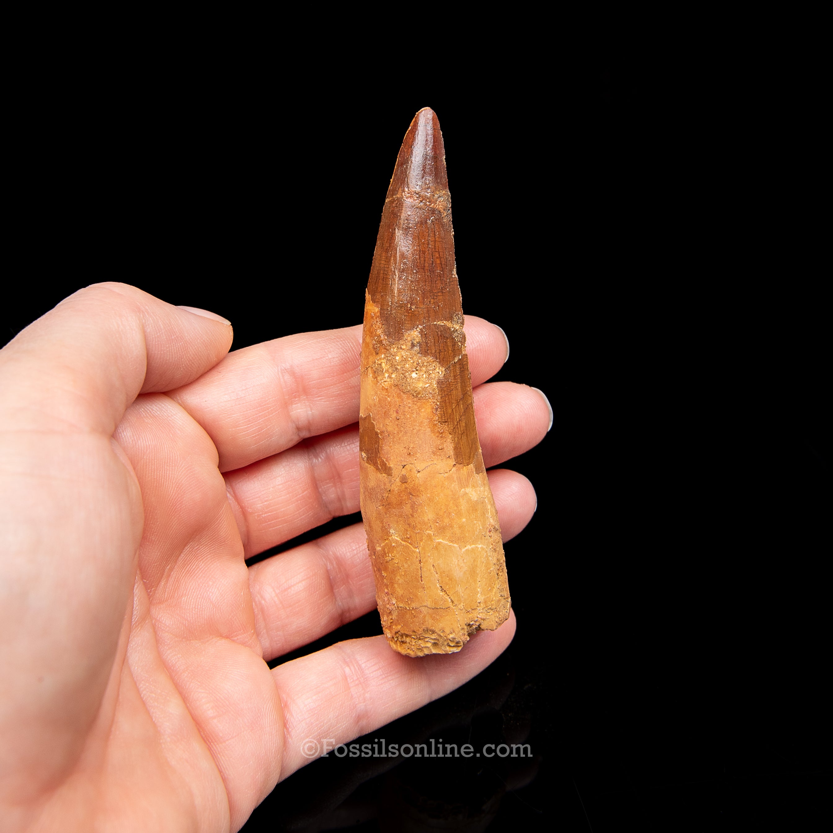 Spinosaurus Dinosaur Tooth in Lg Case