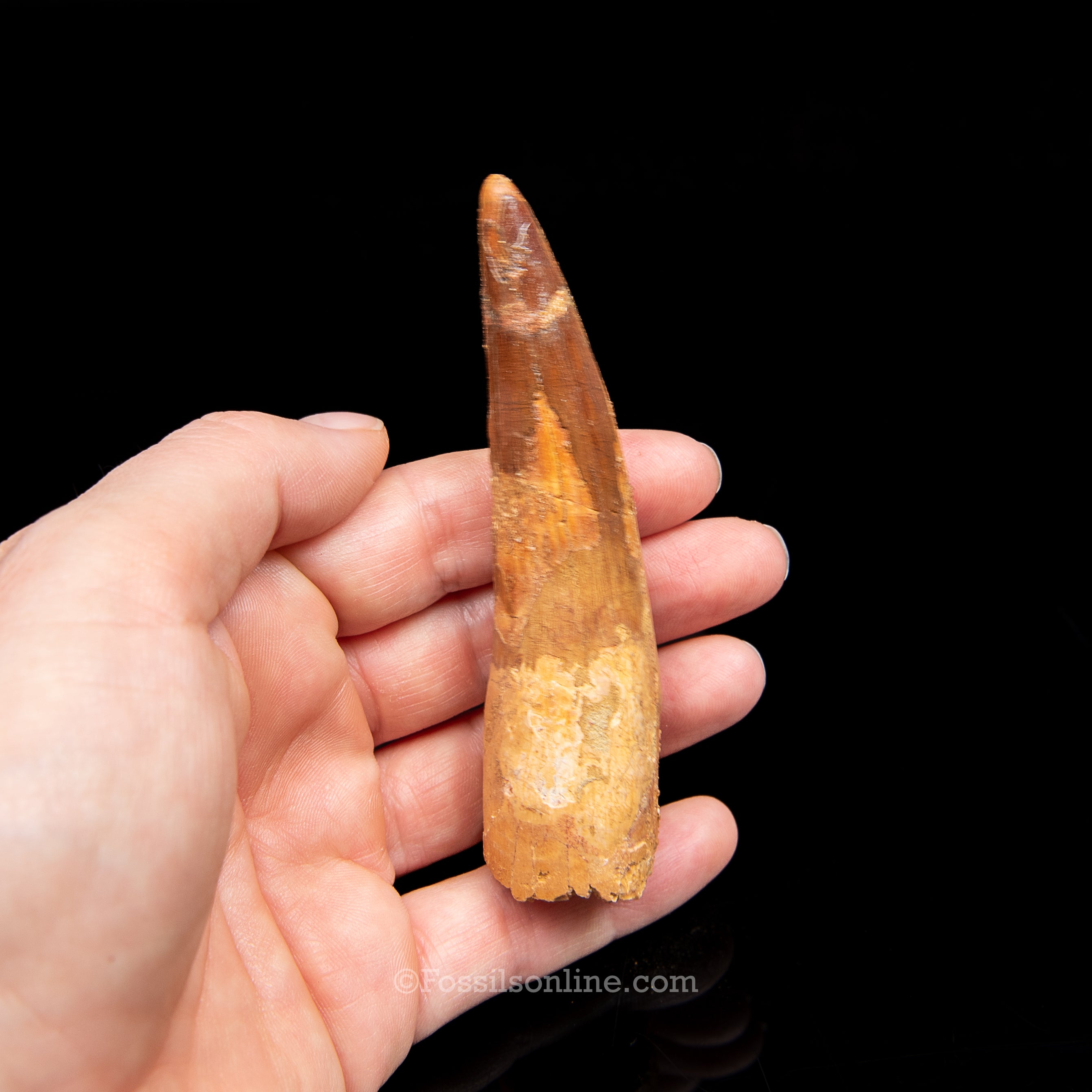 Spinosaurus Dinosaur Tooth in Lg Case