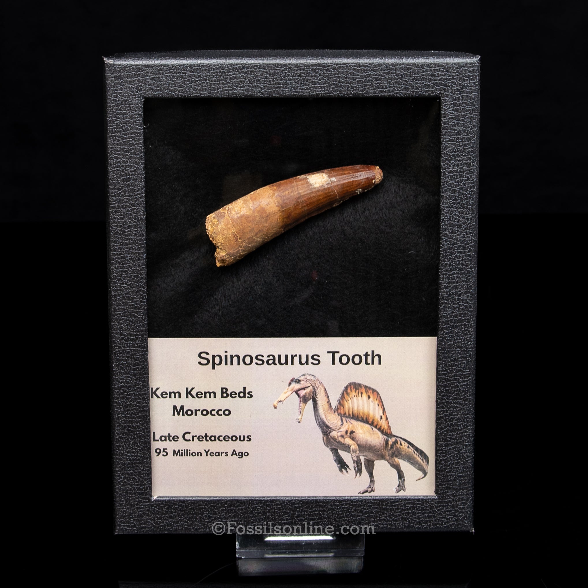 Spinosaurus Dinosaur Tooth Lg Case