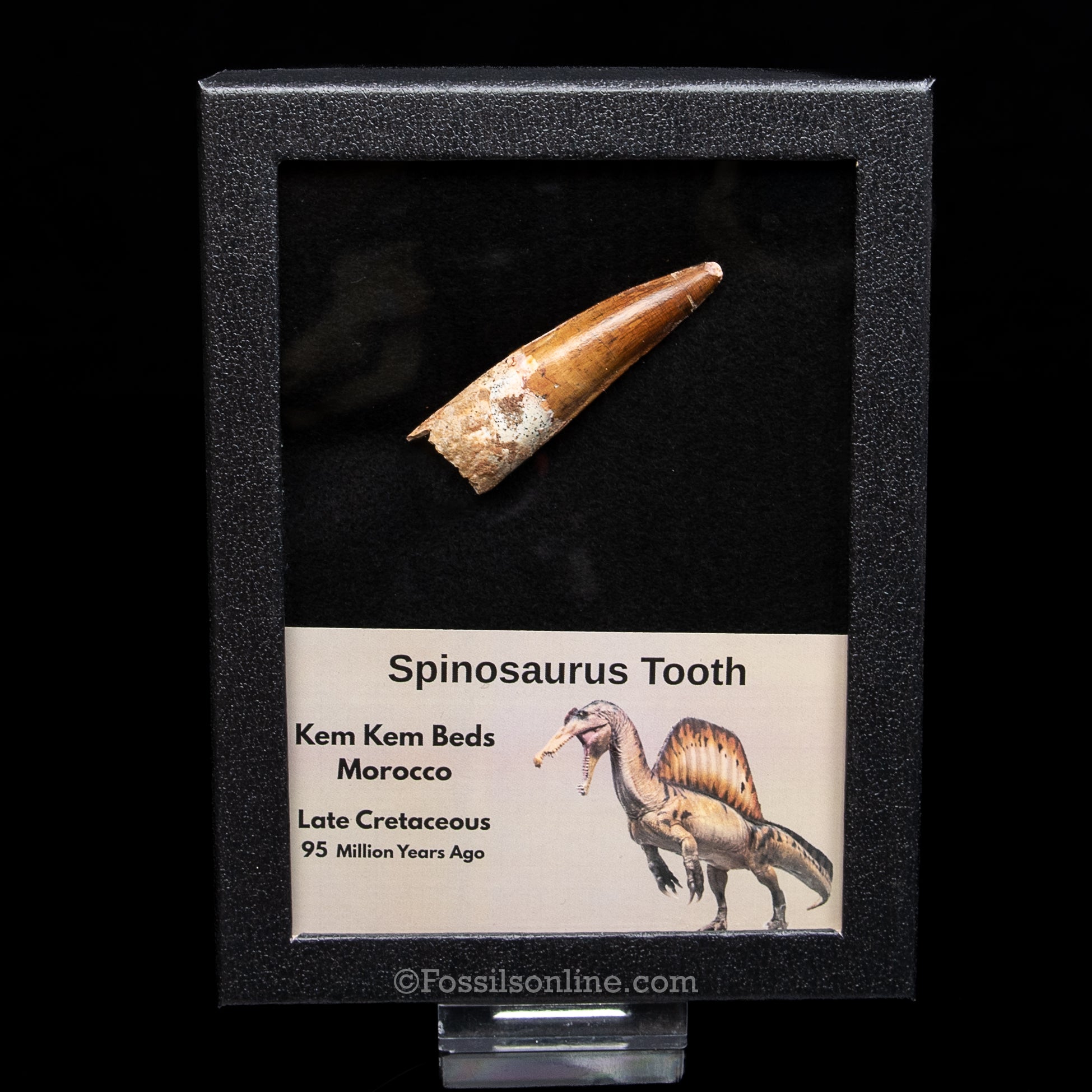 Spinosaurus Dinosaur Tooth Lg Case