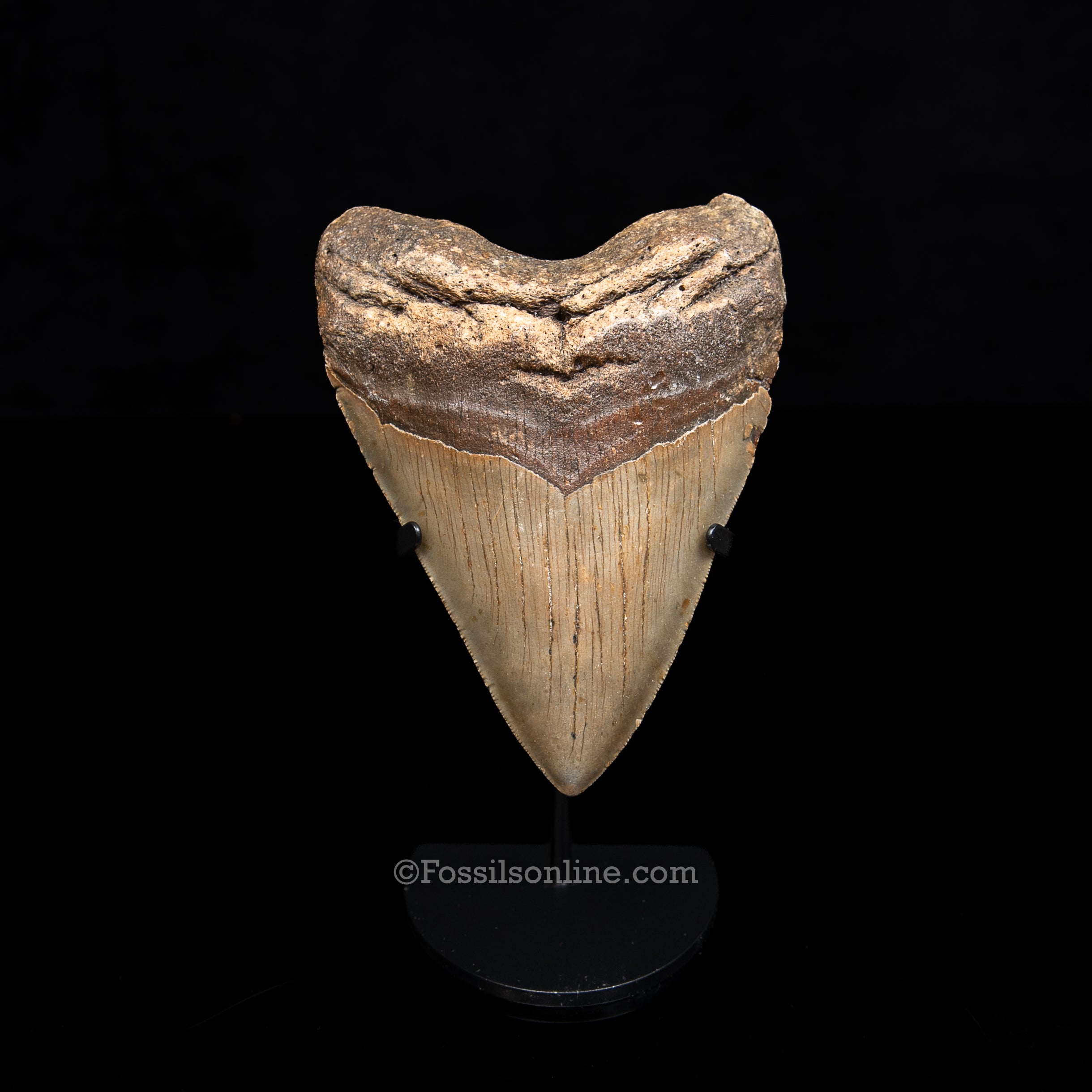 Genuine Prehistoric Fossil Tooth — Meg 5.05", North Carolina