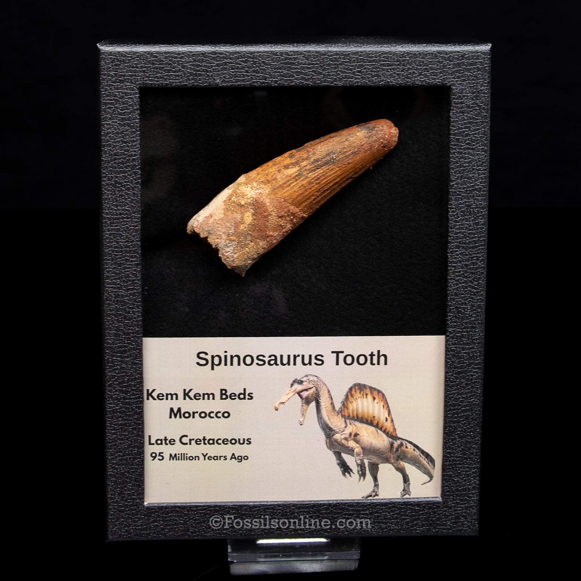 Spinosaurus Dinosaur Tooth in Lg Case