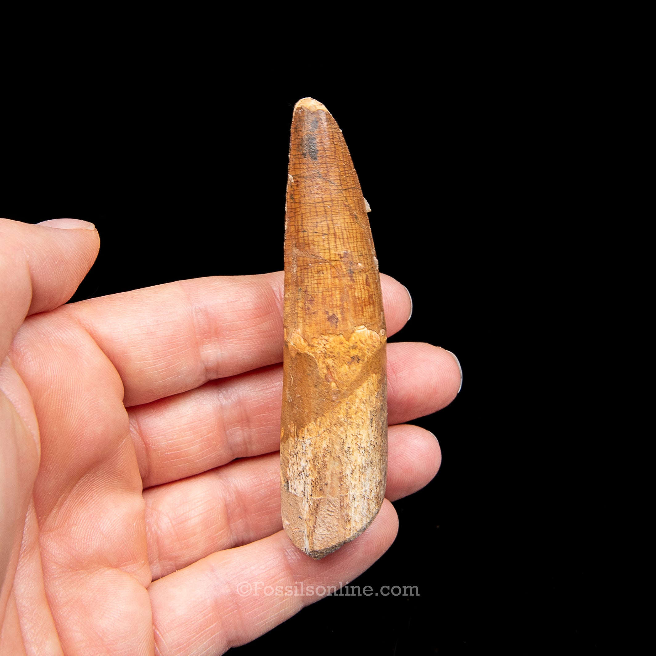 Spinosaurus Dinosaur Tooth Lg Case