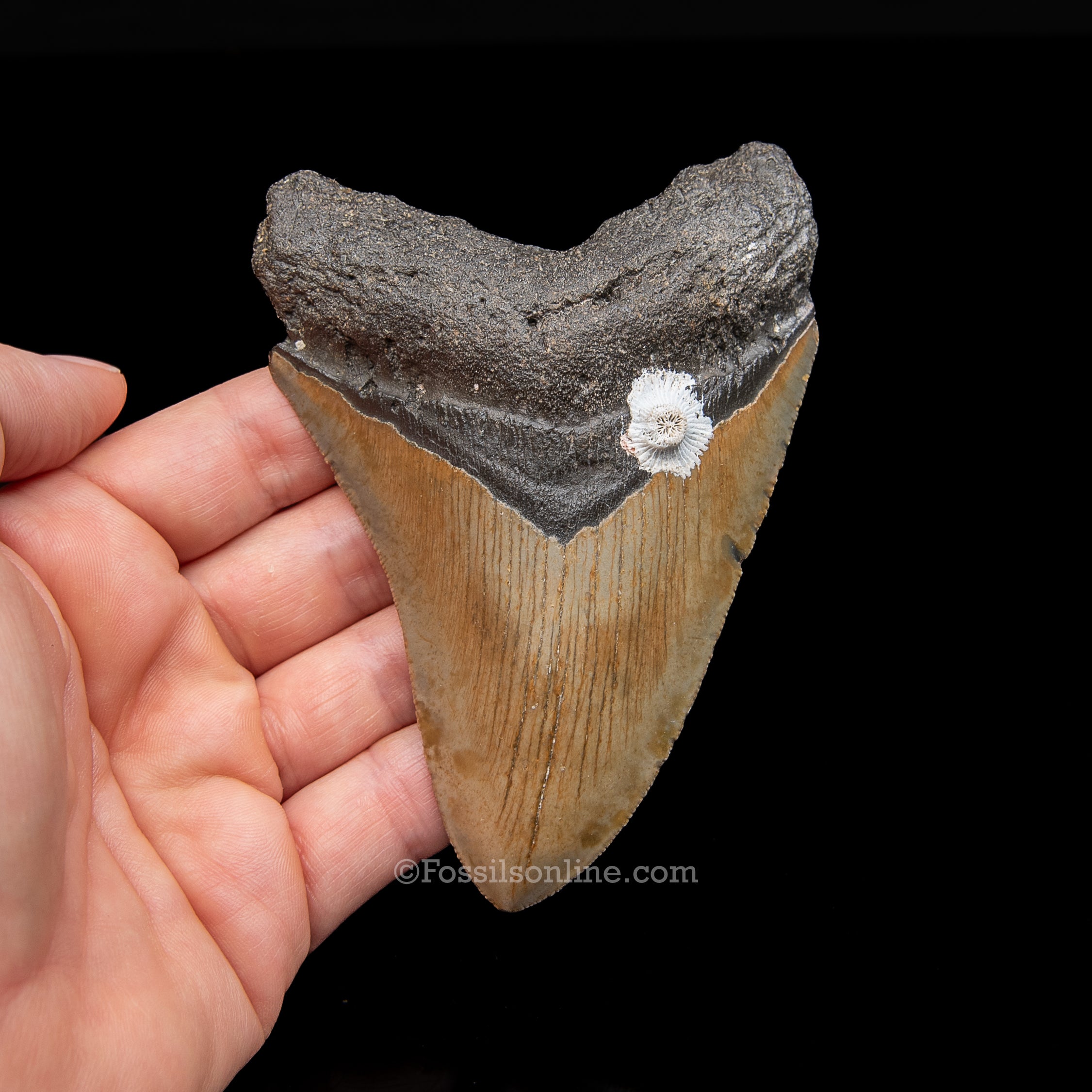 Genuine Prehistoric Fossil Tooth — Meg 4.33", North Carolina