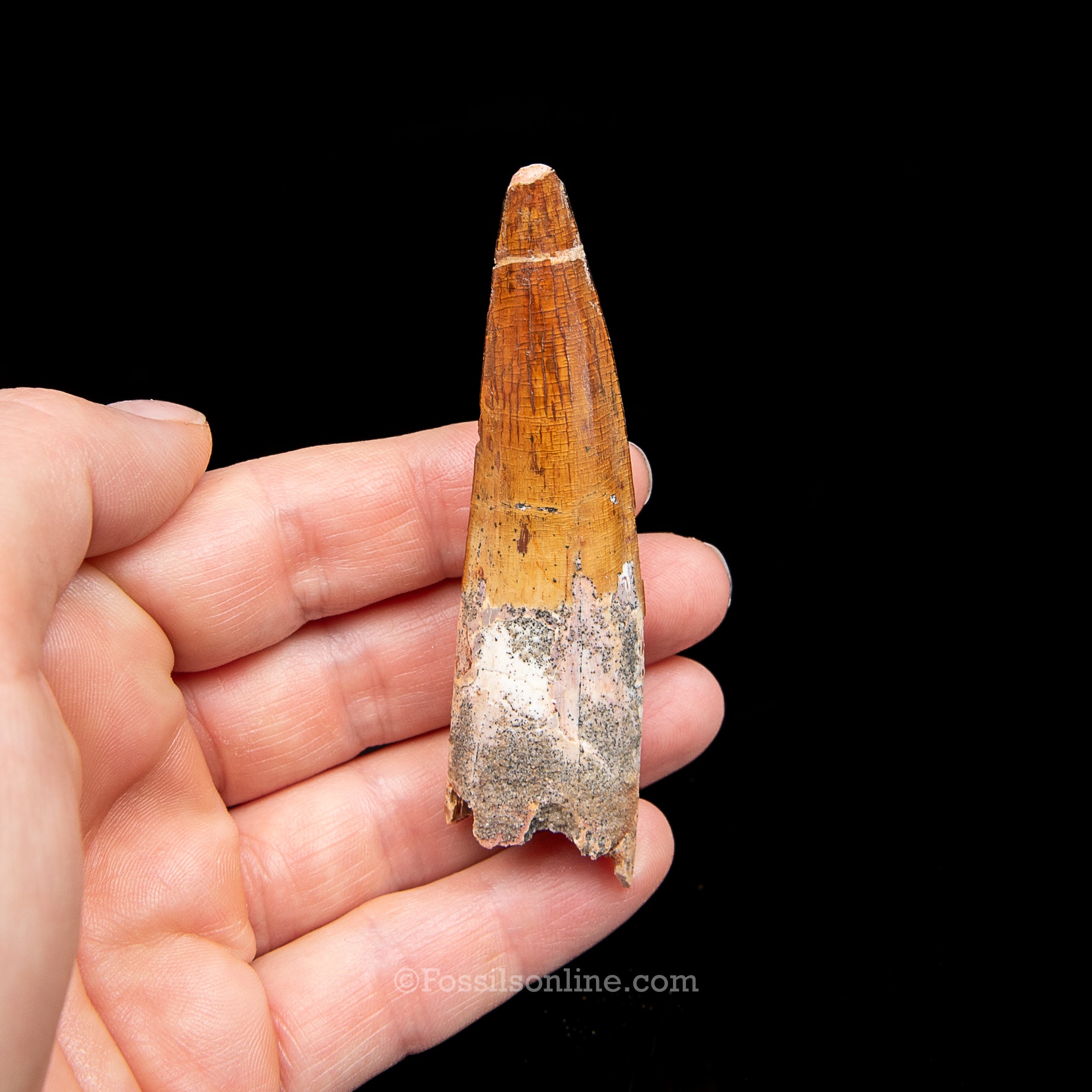 Spinosaurus Dinosaur Tooth Lg Case