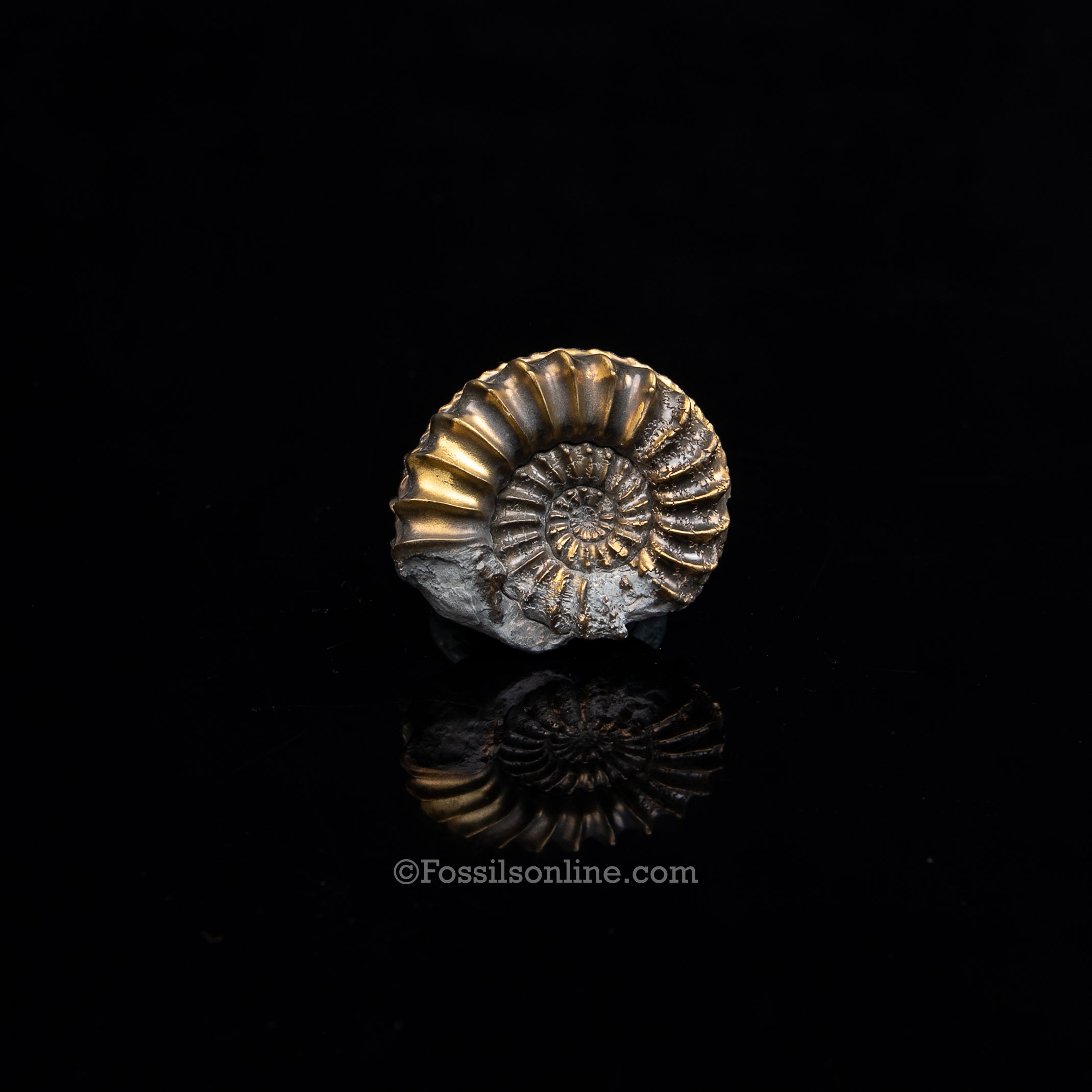 Fossil Pyritized Ammonite Pleuroceras Jurassic Germany