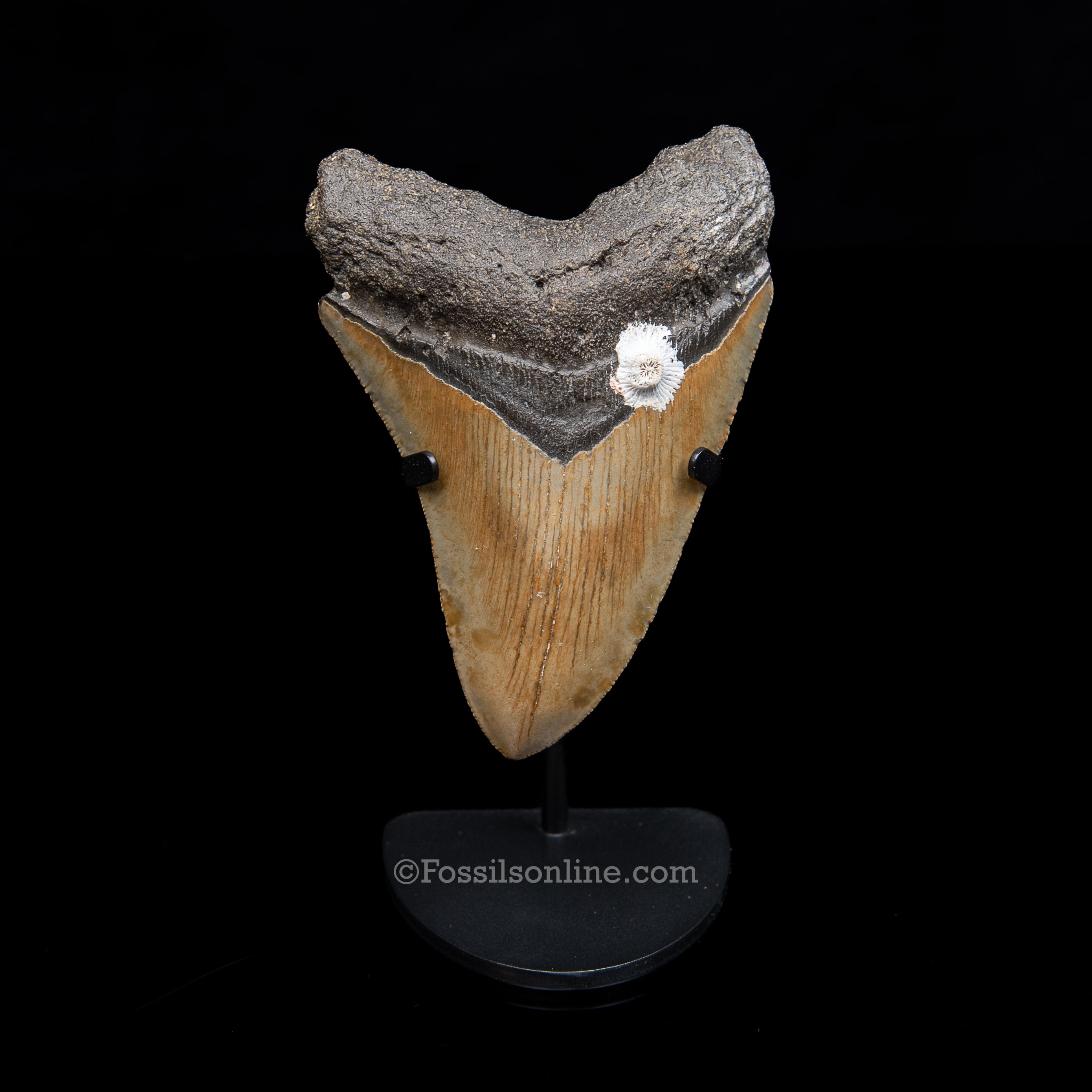 Genuine Prehistoric Fossil Tooth — Meg 4.33", North Carolina